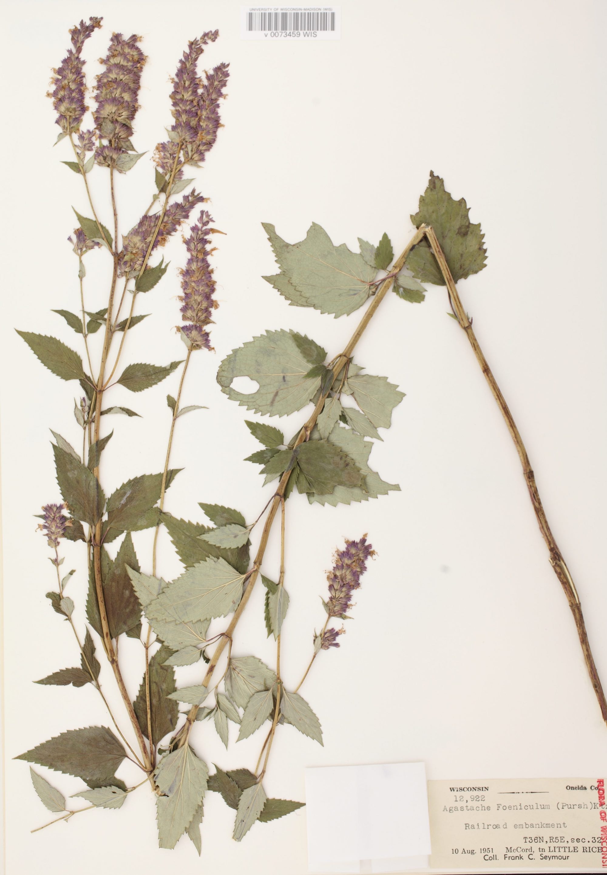Anise Hyssop specimen collected in Oneida County on a railroad embankment on August 10, 1951.