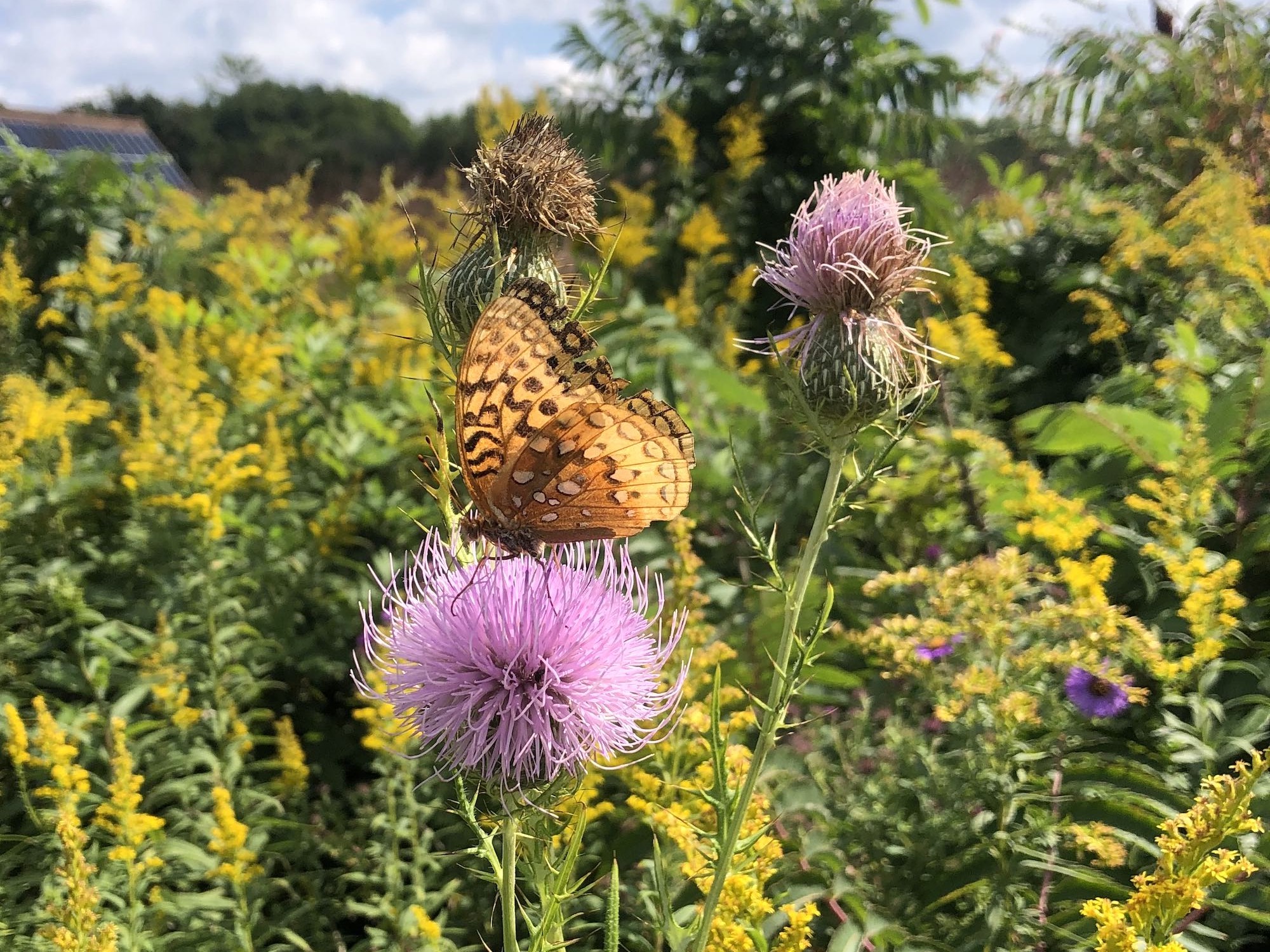 Aphrodite Fritillary (or Great spangled fritillary) butterfly on Field Thistle in UW Arboretum Curtis Prairie in Madison, Wisconsin on September 7, 2022.