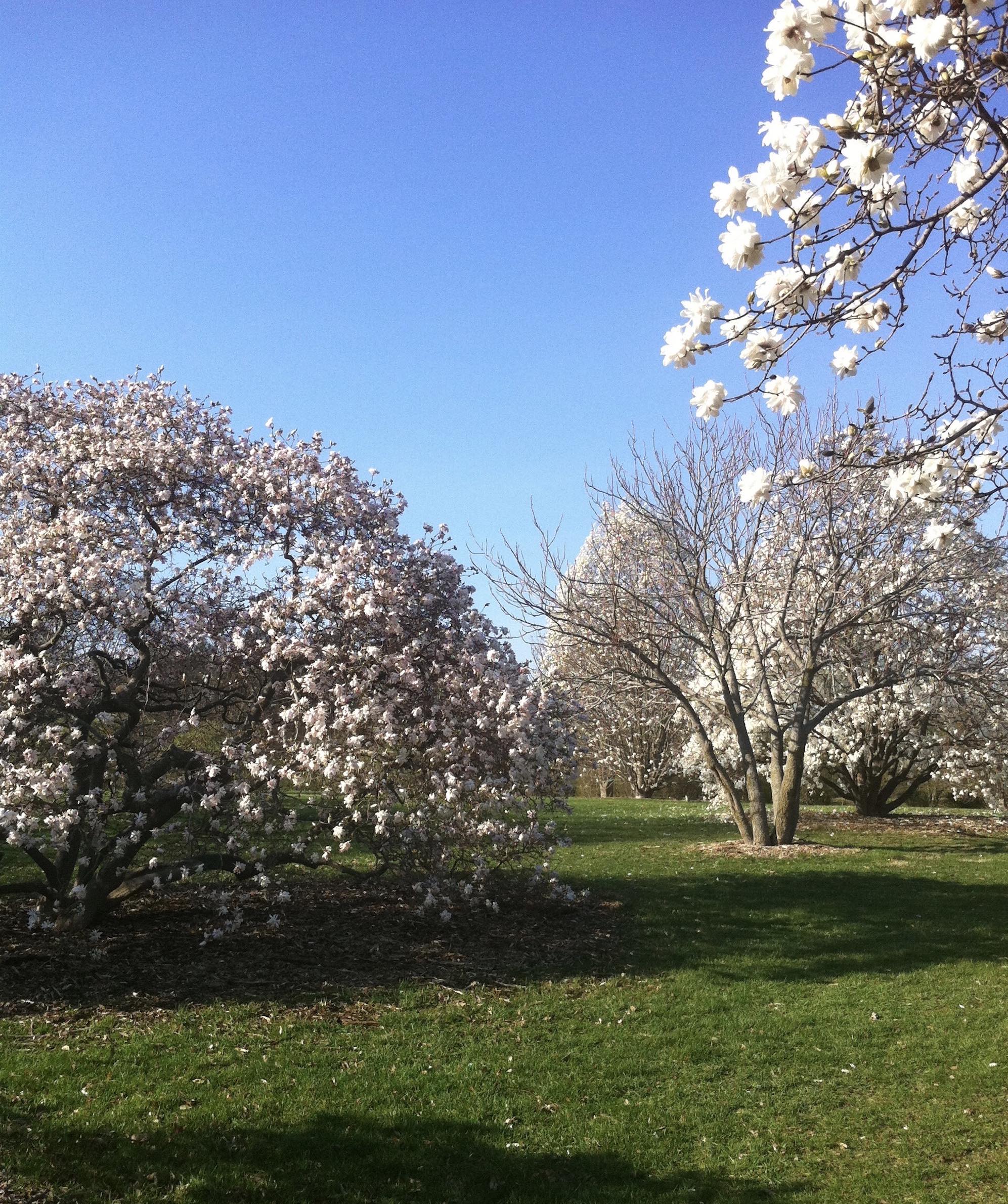 Longenecker Gardens at the University of Wisconsin Arboretum on March 20, 2012.