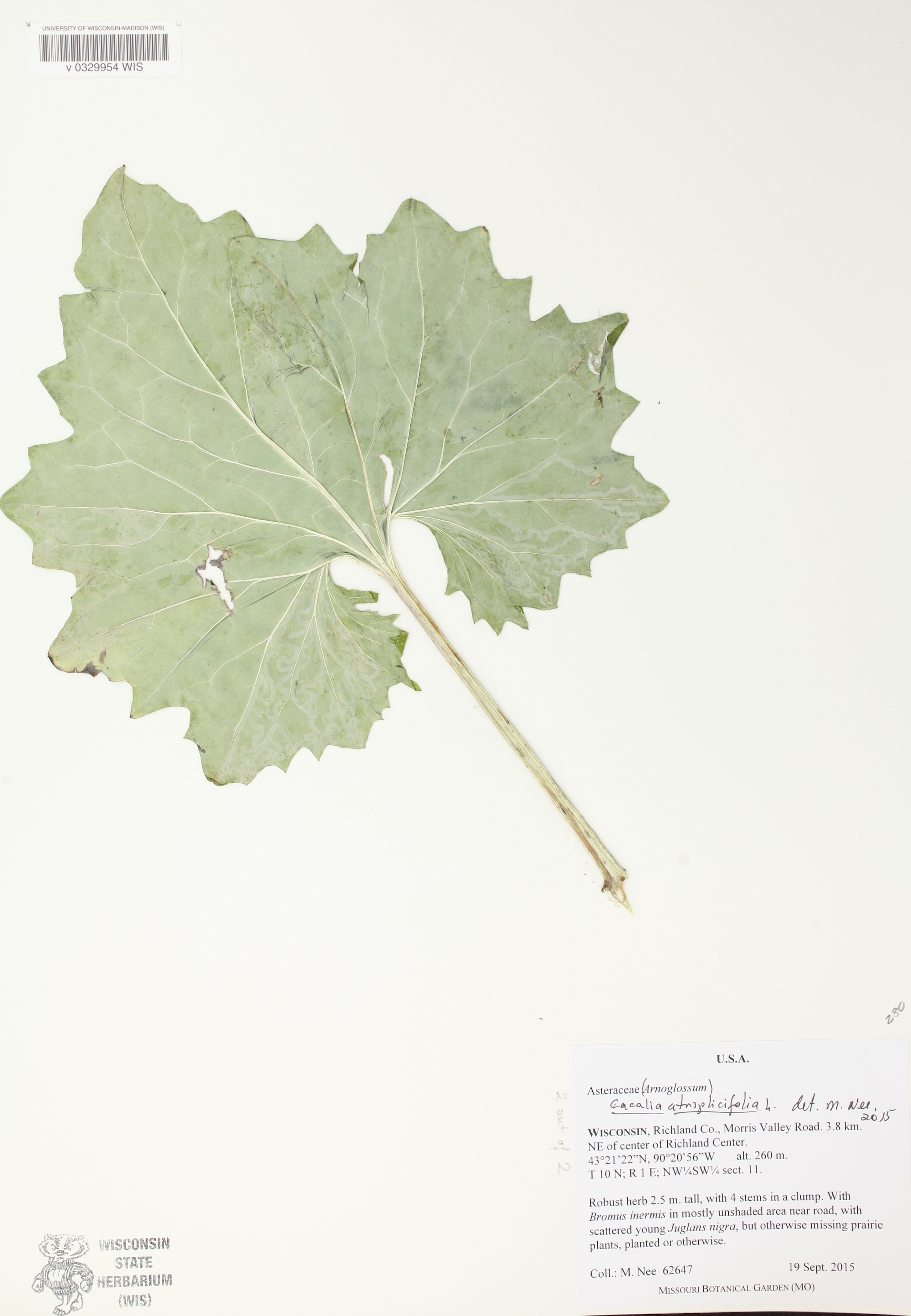 Pale Indian Plantain leaf specimen collected in Richland County on September 19, 2015.