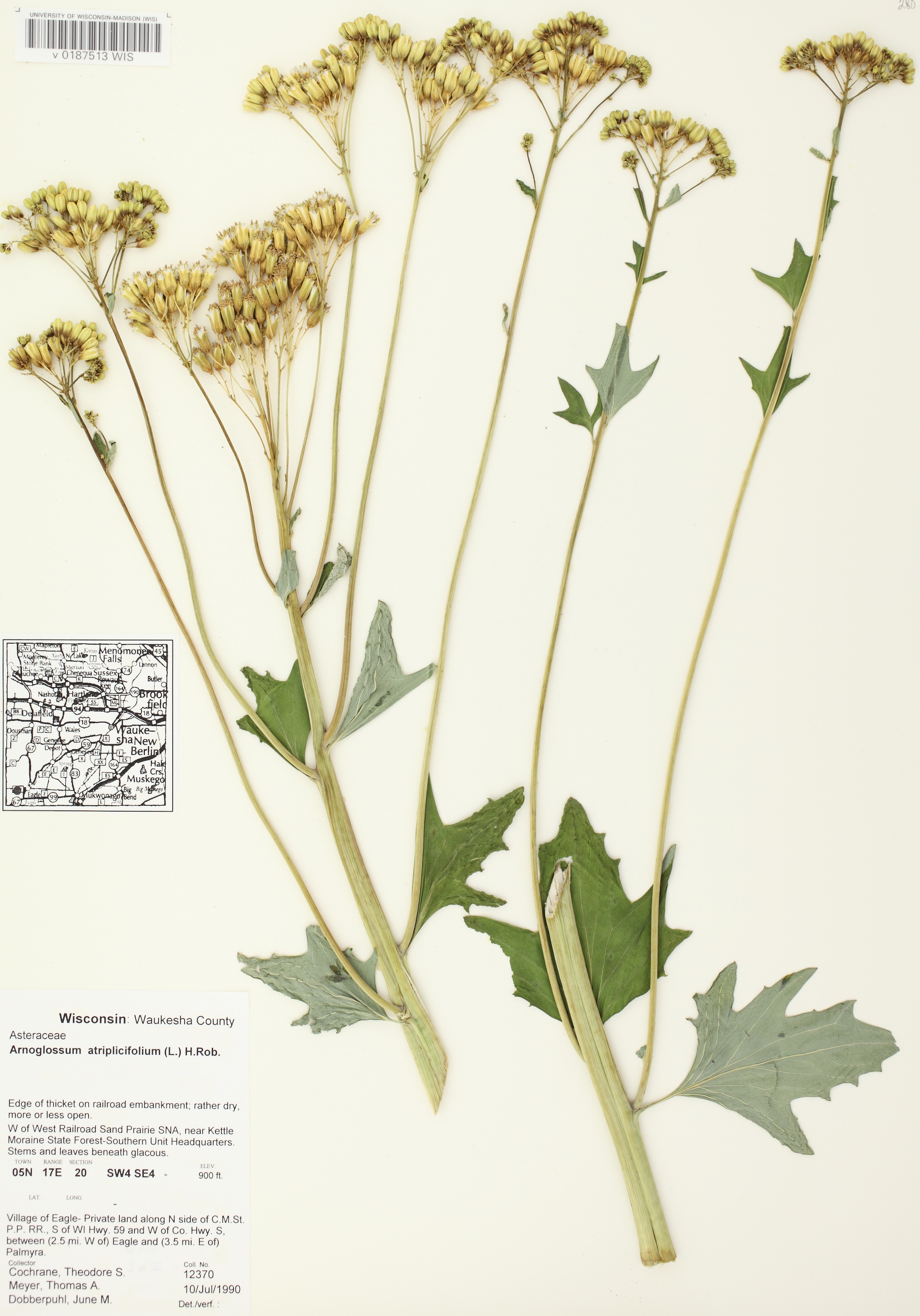 Pale Indian Plantain specimen collected in Waukesha County on July 10, 1990.