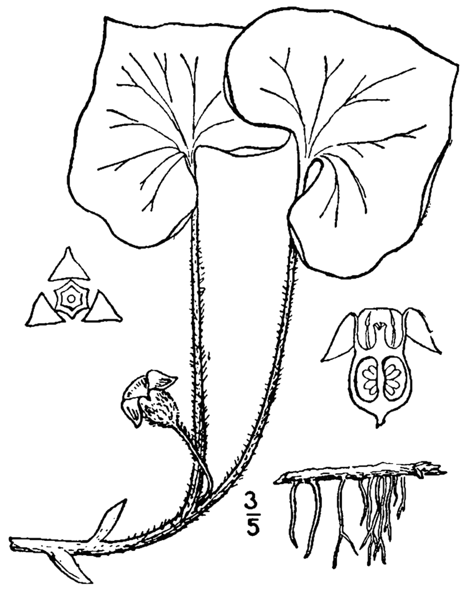 1913 Wild Ginger botanical illustration.