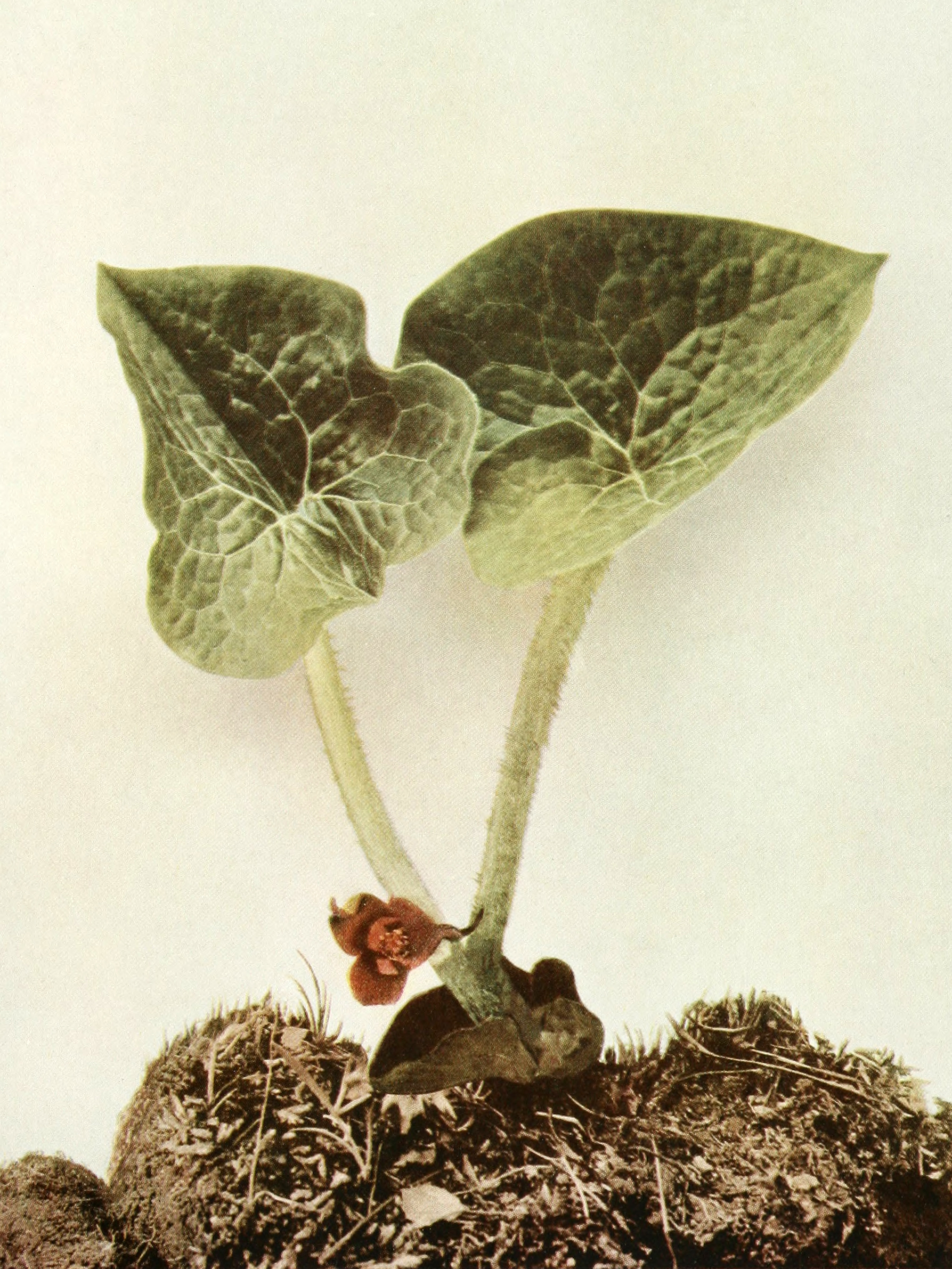 1918 Wild Ginger botanical illustration.