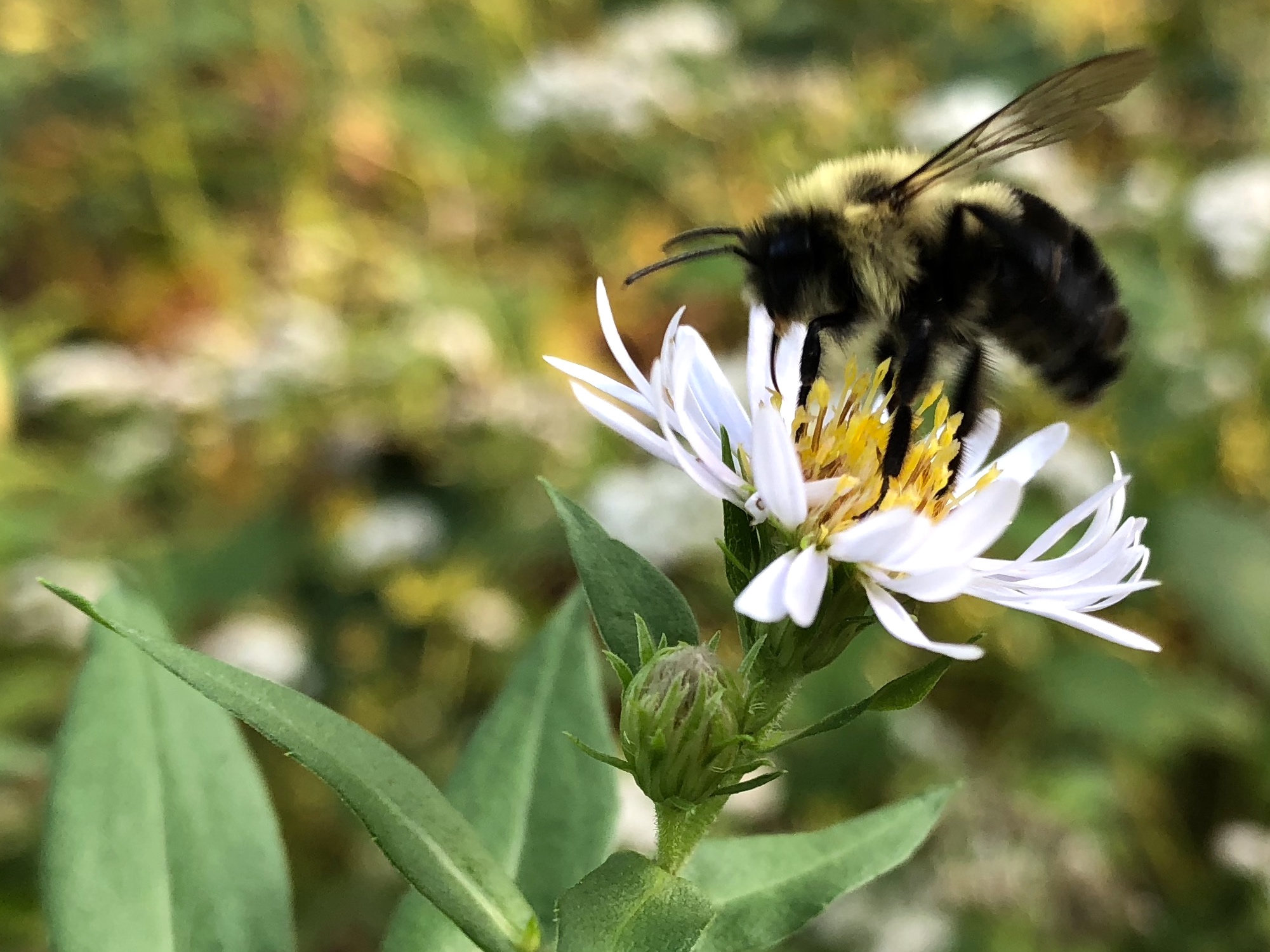 Bumblebee on Aster on September 20, 2018.