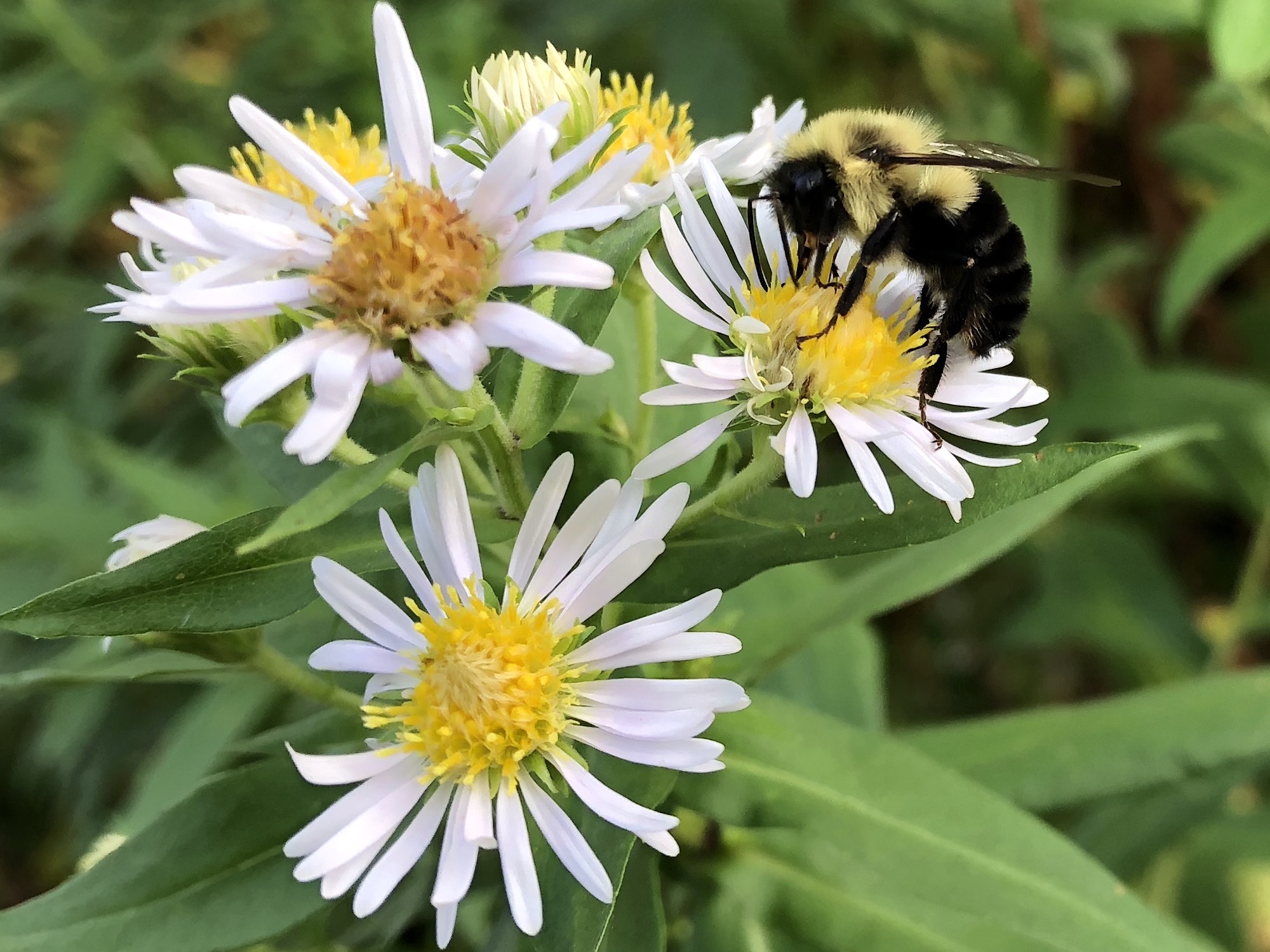 Bumblebee on Aster on August 20, 2018.