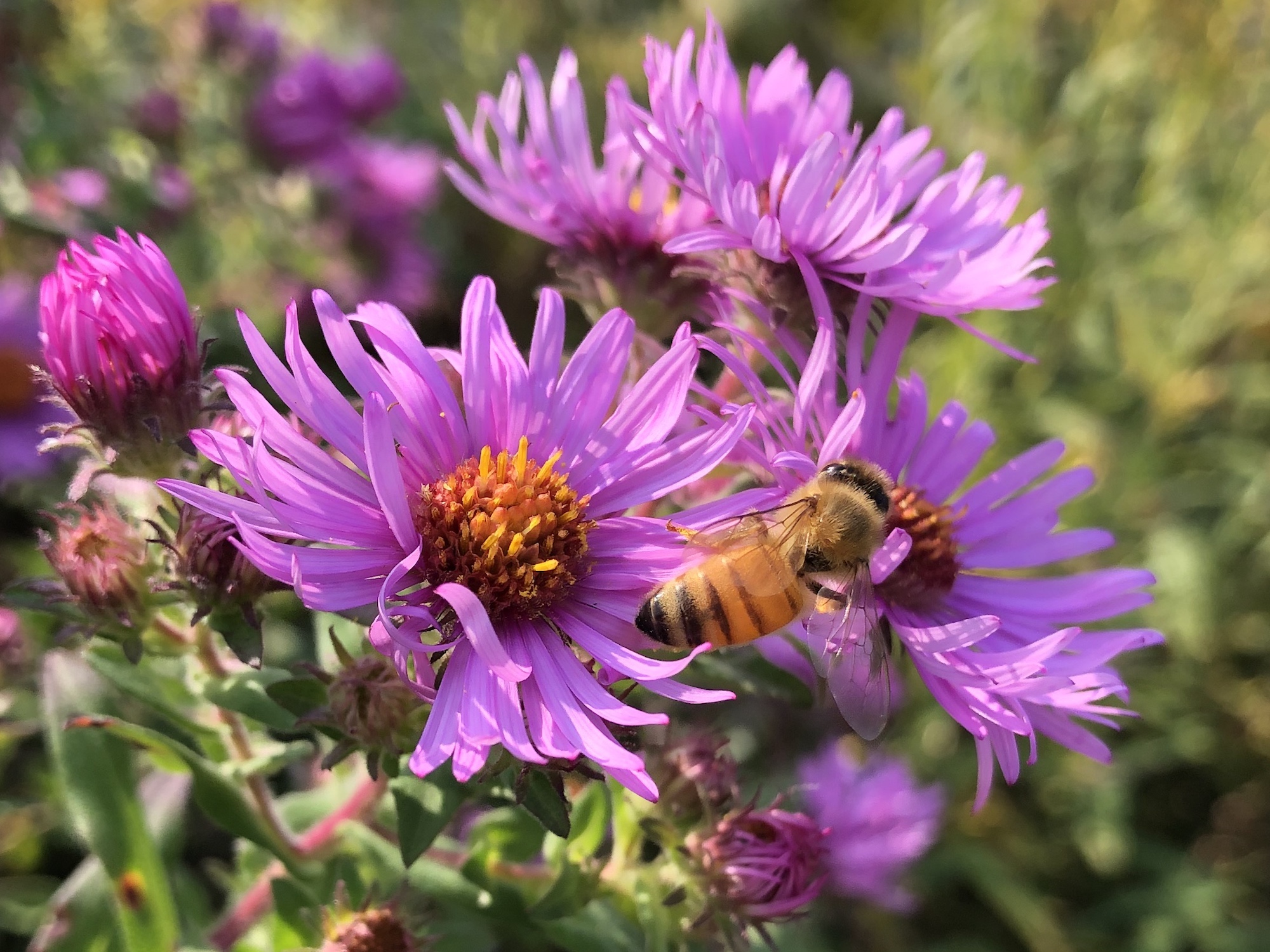 Bees on Aster on September 22, 2020.