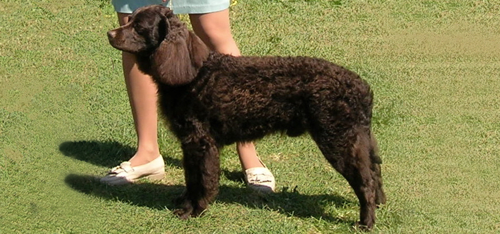 The Wisconsin State Dog is the American Water Spaniel.