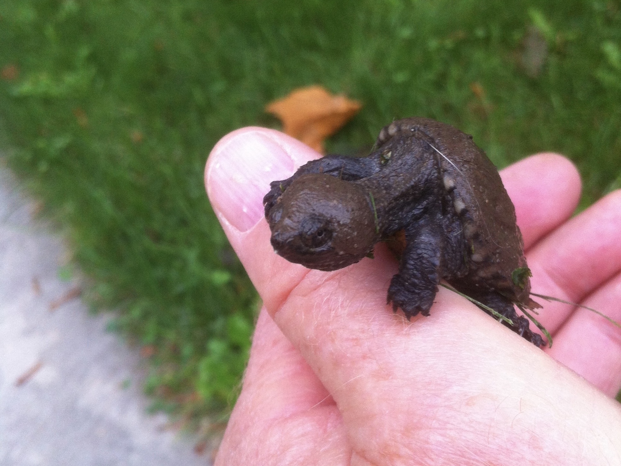 Baby Snapping Turtles on Arbor Drive heading to Ho-Nee-Um Pond on Lake Wingra in Madison, Wisconsin on September 23, 2015.