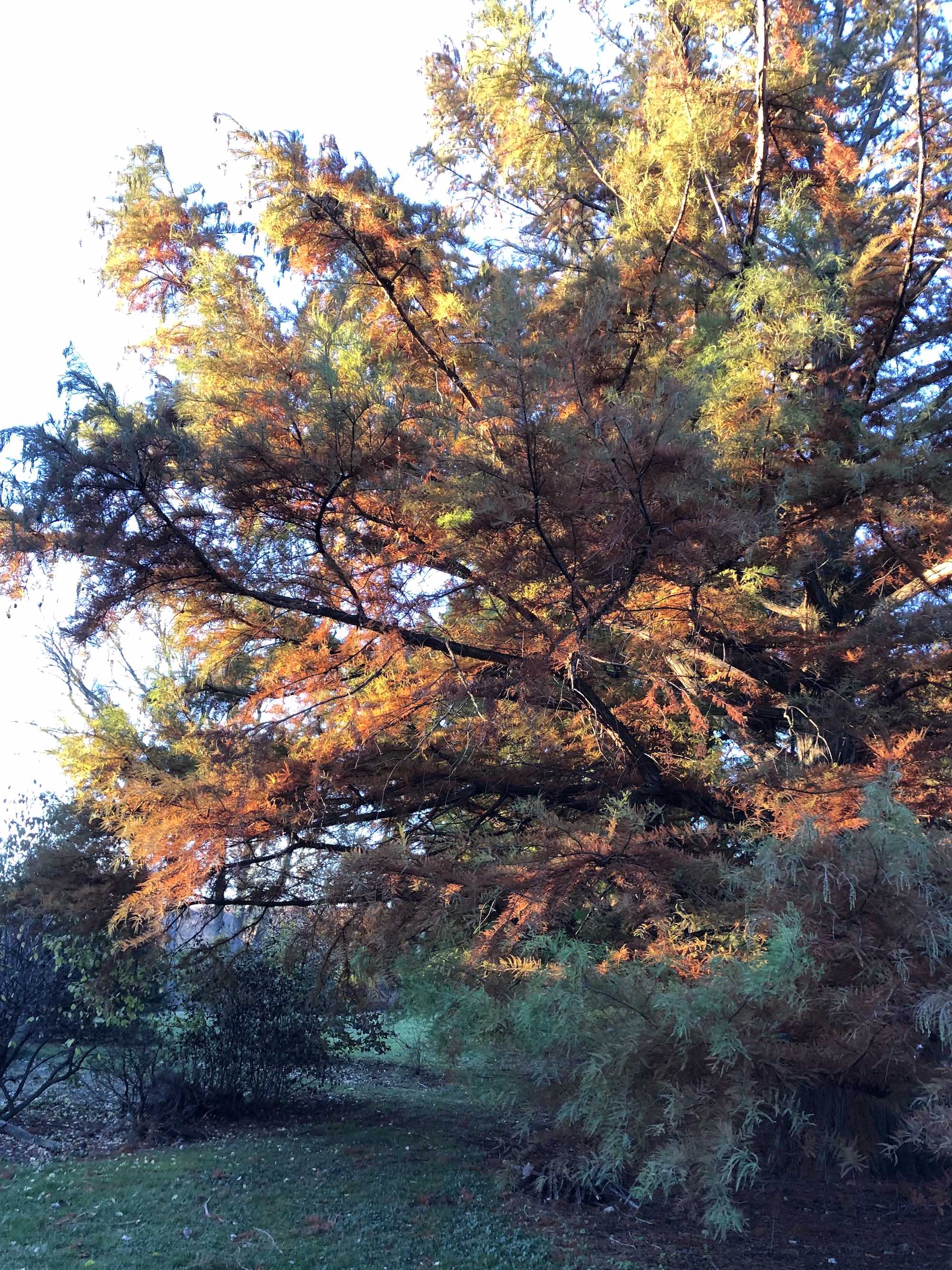 Bald Cypress in the Viburnum Garden on October 30, 2020.