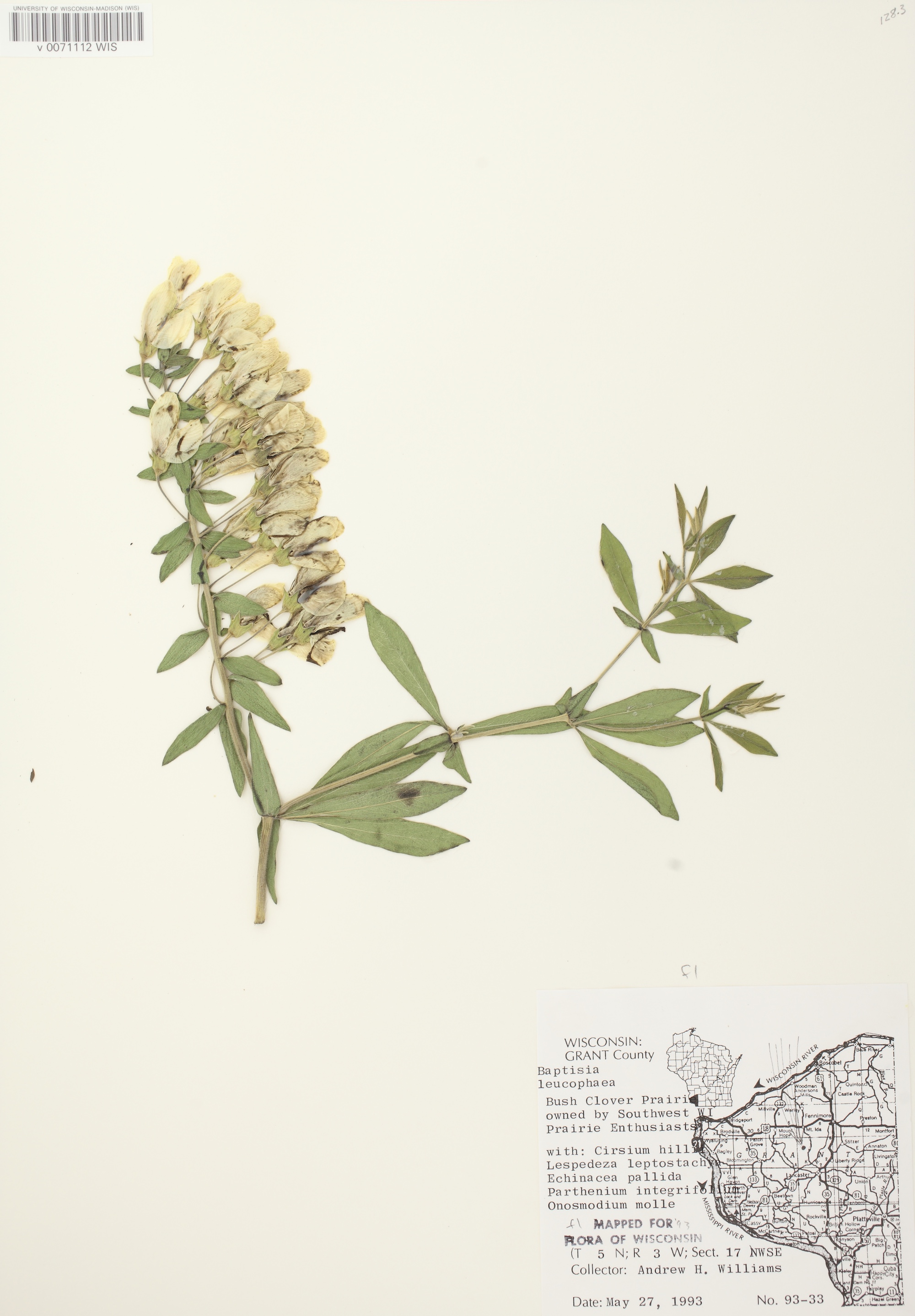 Cream Wild Indigo (Baptisia leucophaea) specimen collected in Grant County on May 27, 1993.
