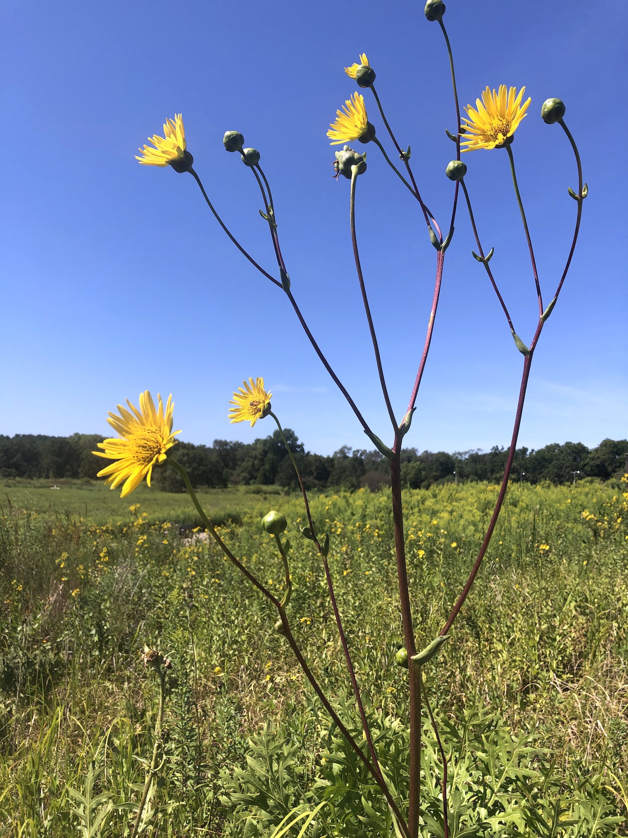 Basal-leaved Rosinweed in the UW-Madison Arborteum in Madison, Wisconsin on August 20, 2020