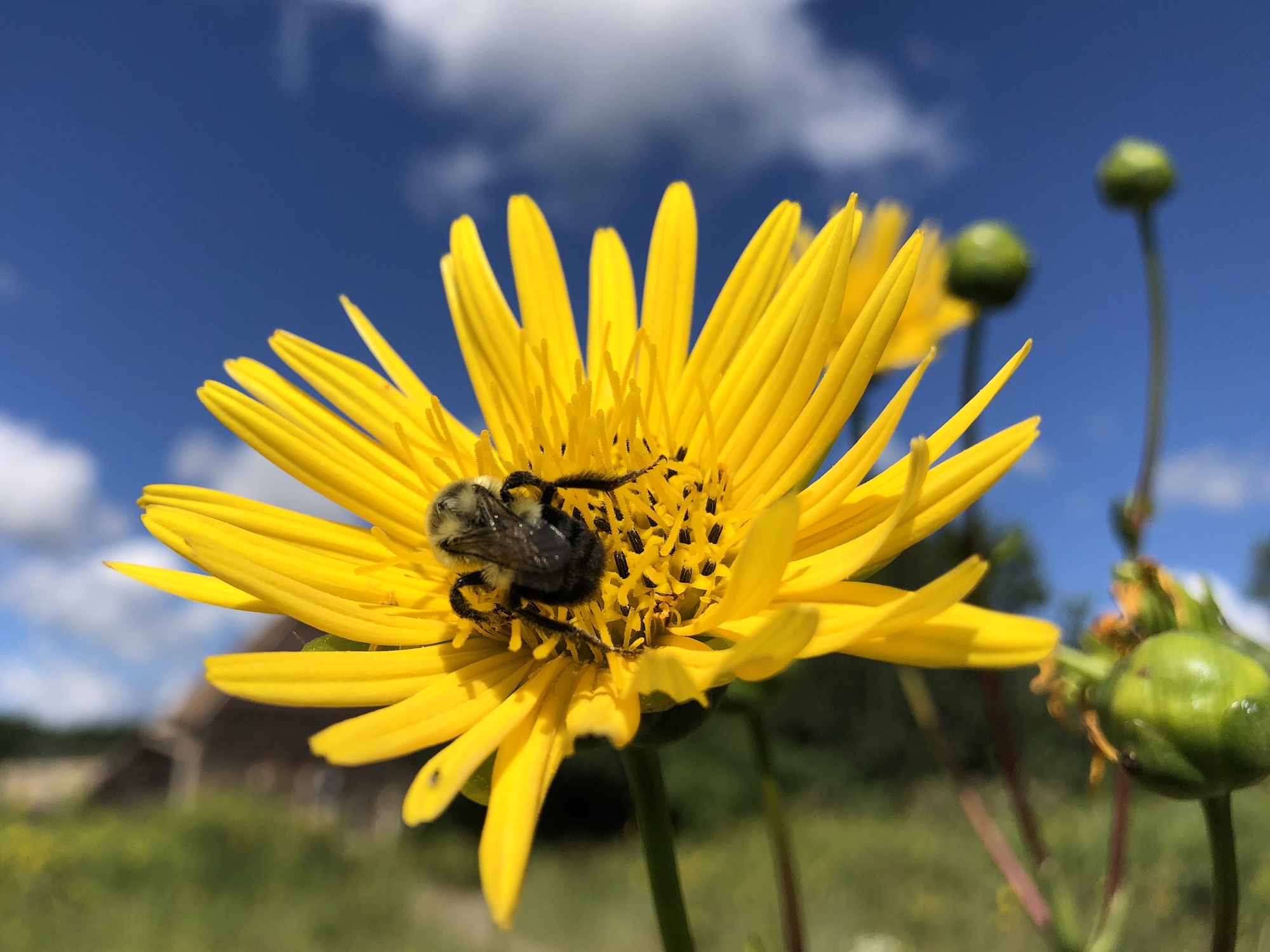 Bumblebee on Basal-leaved_Rosinweed on August 18, 2020.