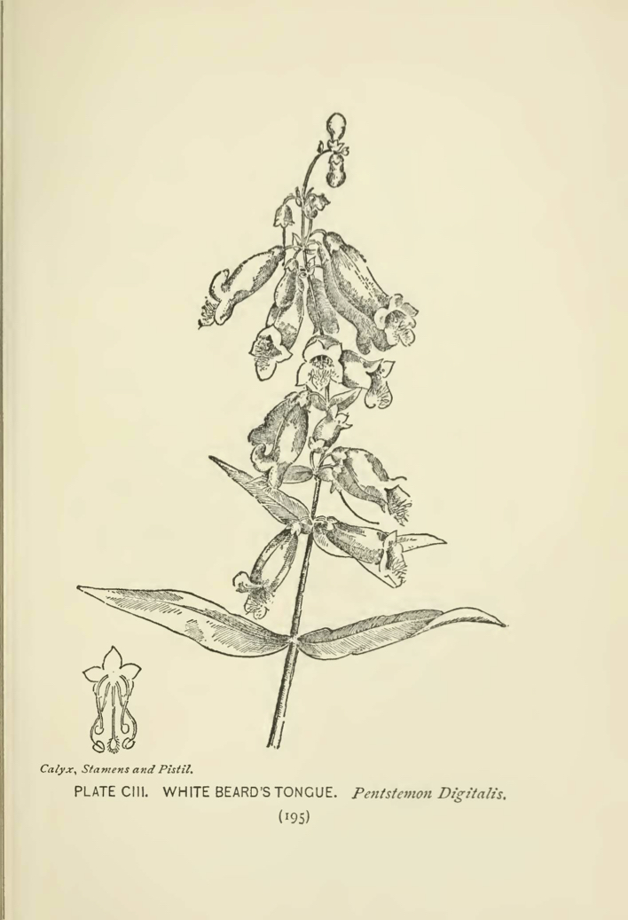 Foxgove (Penstemon digitalis) illustration by Alice Lounsberry circa 1899.