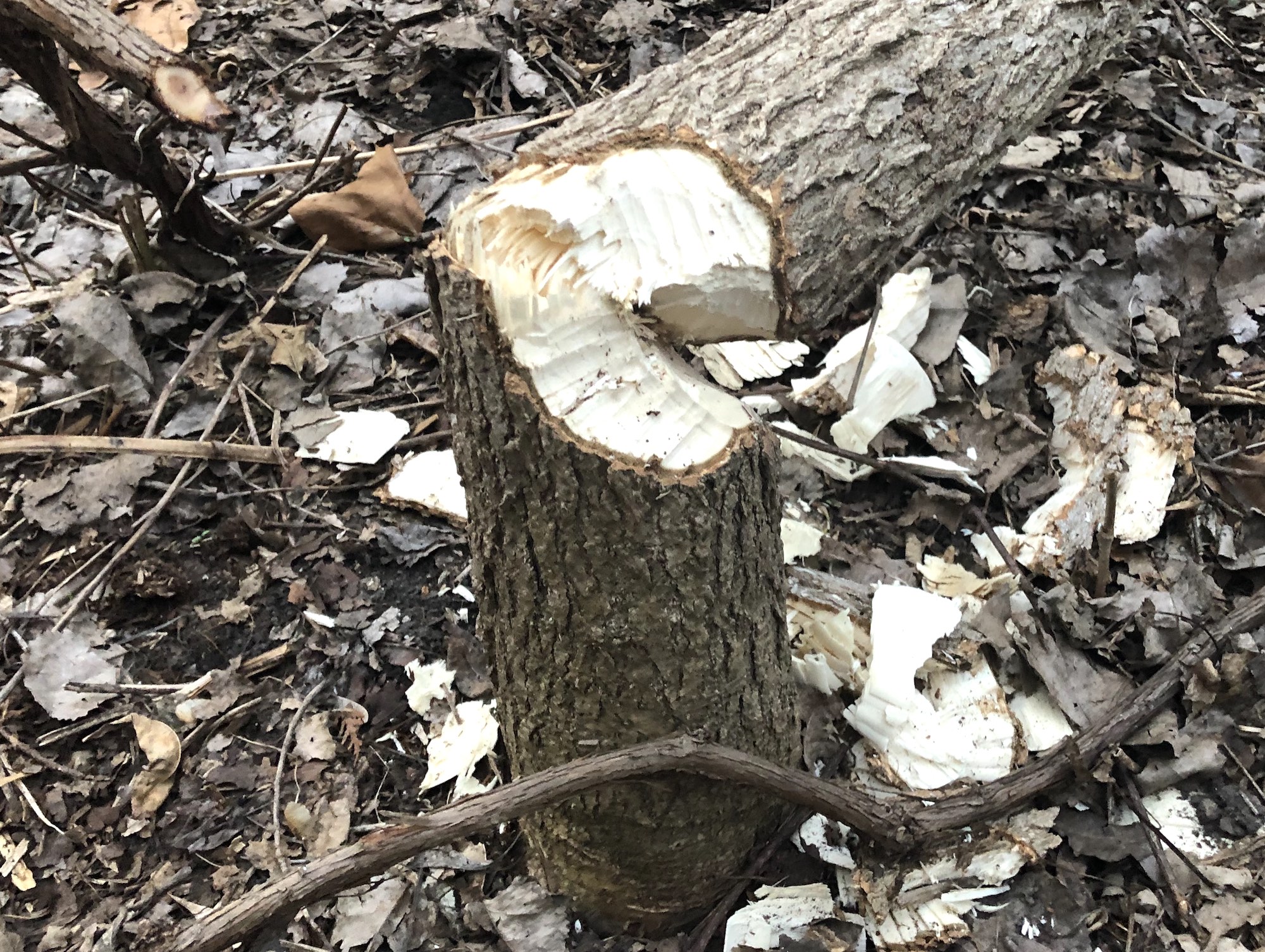 Felled tree by beaver near Ho-Nee-Um Pond on March 27, 2019.