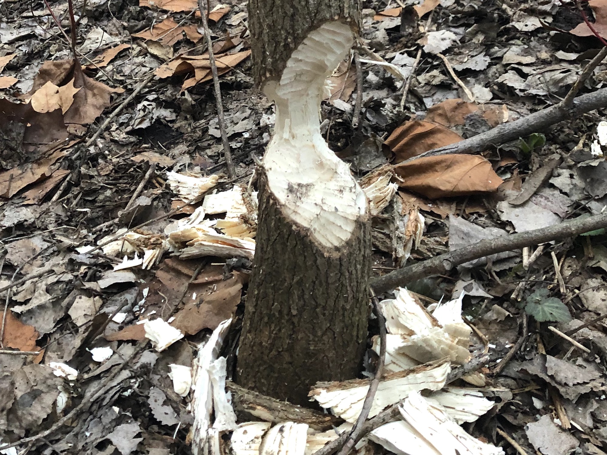 Beaver tree marks near Ho-Nee-Um Pond on March 27, 2019.