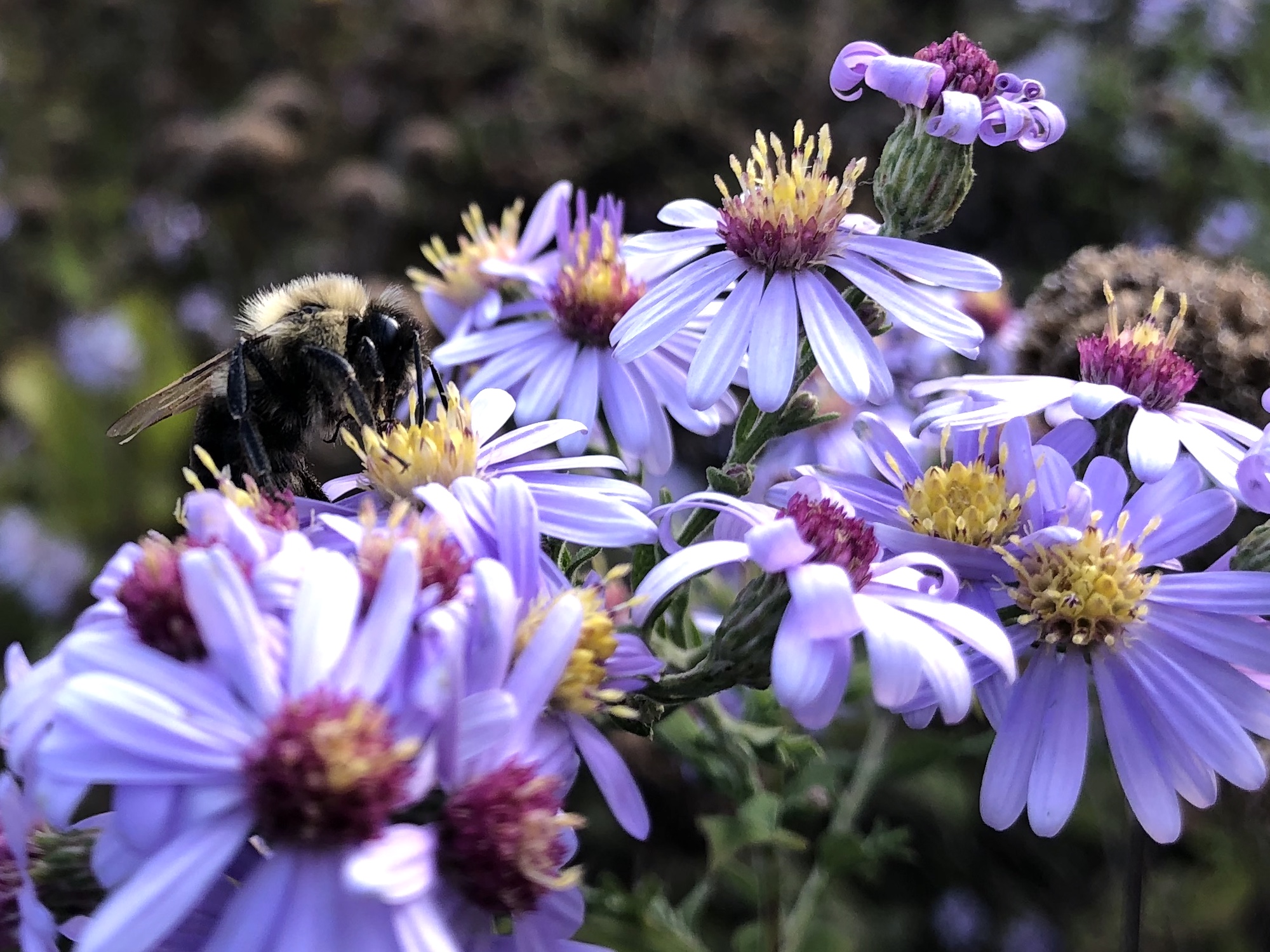 Bumblebee on aster on bank of retaining pond on October 6, 2020.