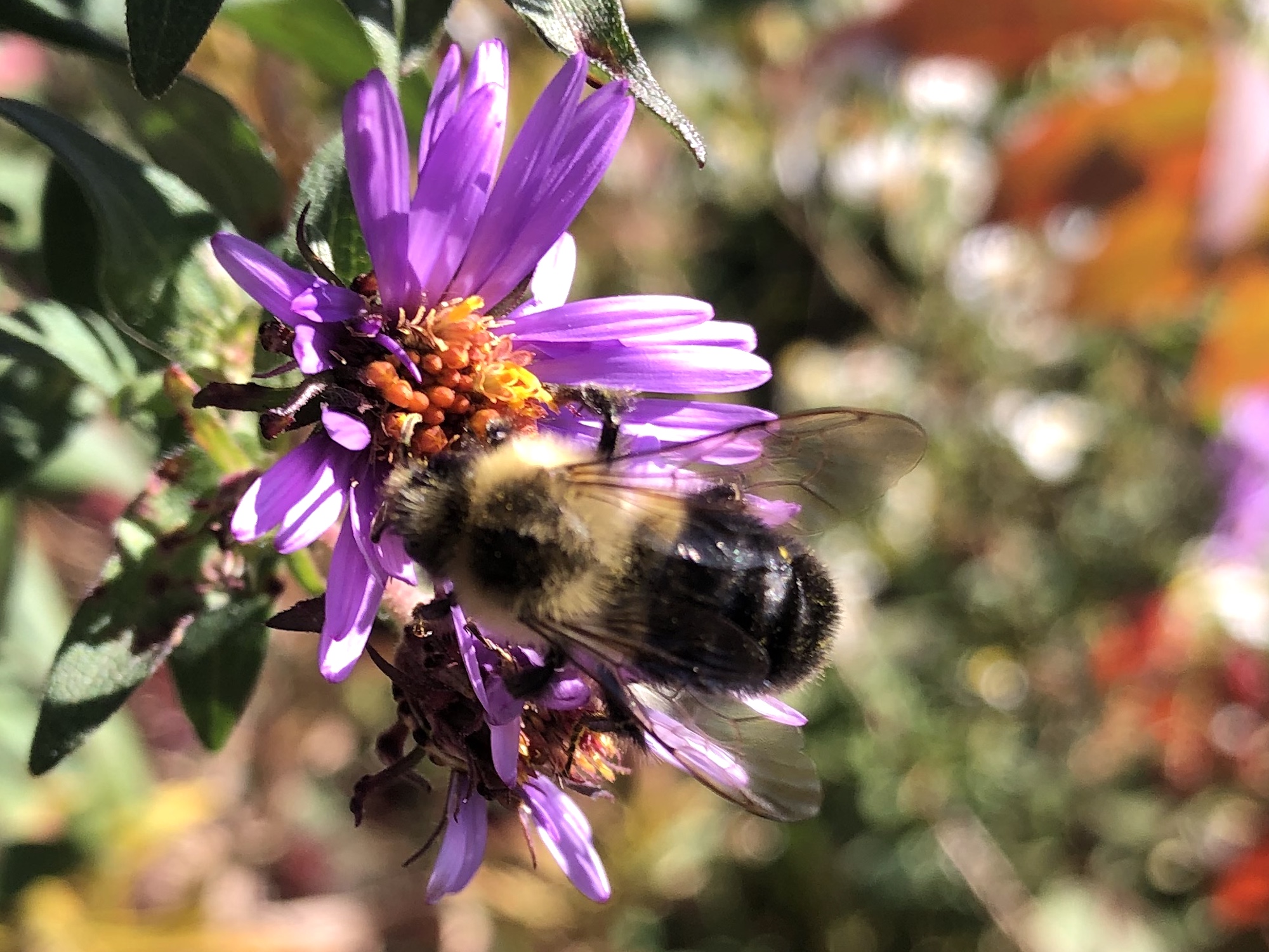 Bumblebee on aster on October 7, 2020.
