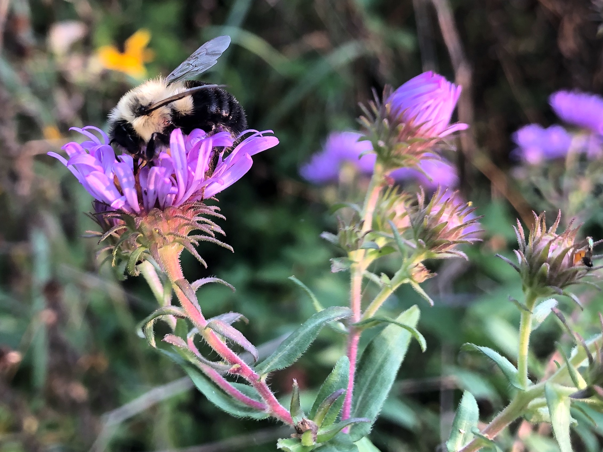 Bumblebee on Aster on September 16, 2020.