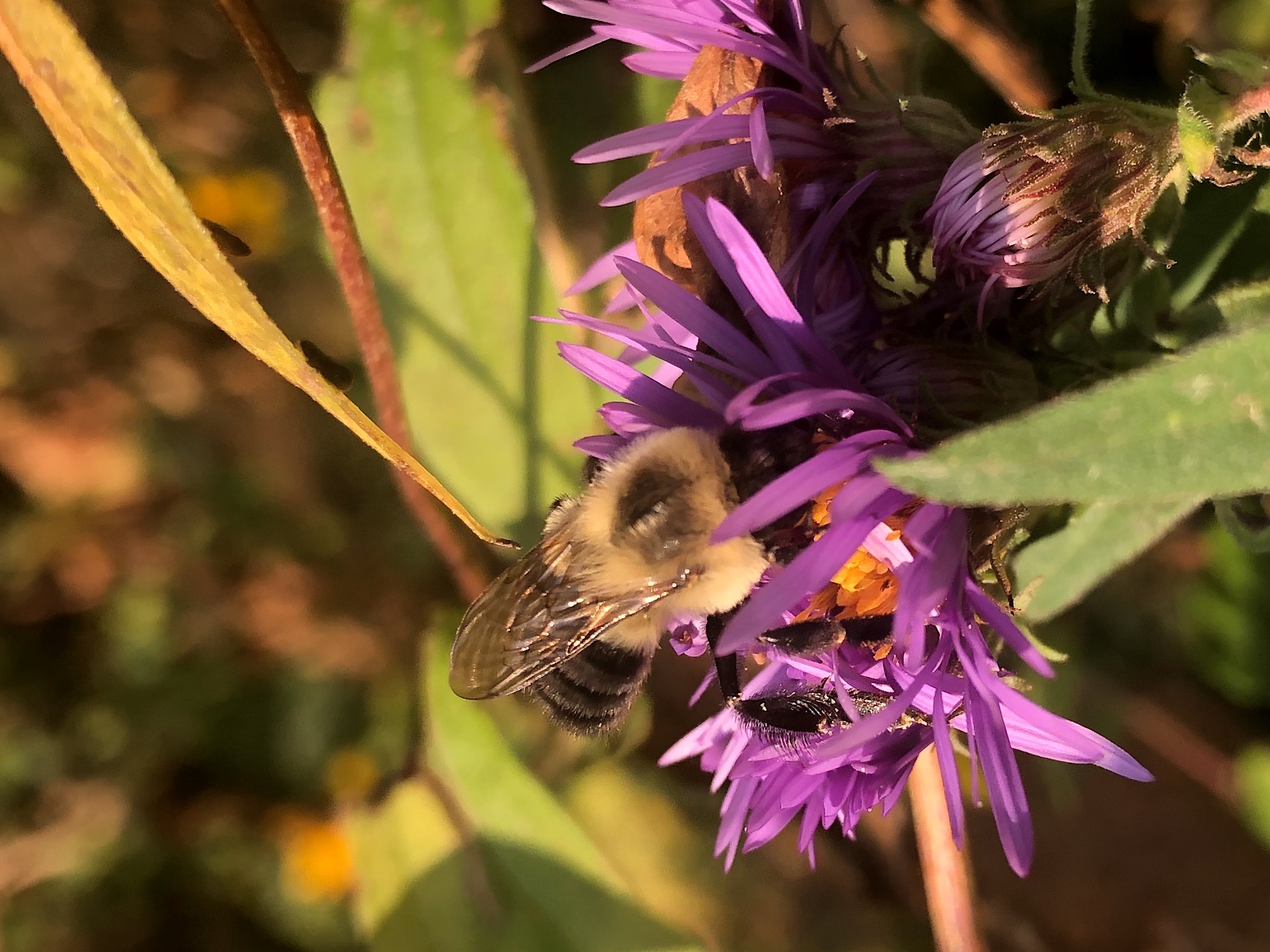 Bumblebee on Aster on September 25, 2020.