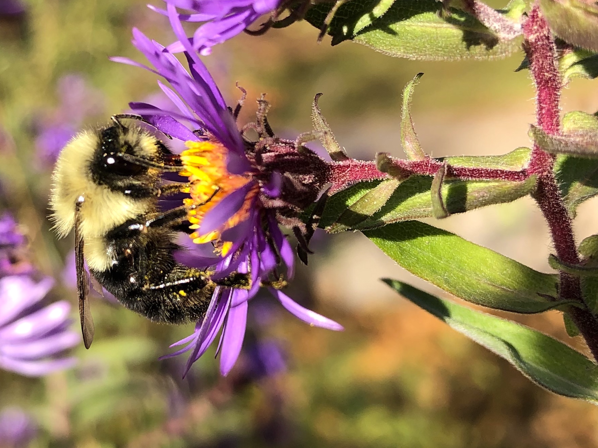 Bumblebee on aster on October 21, 2020.