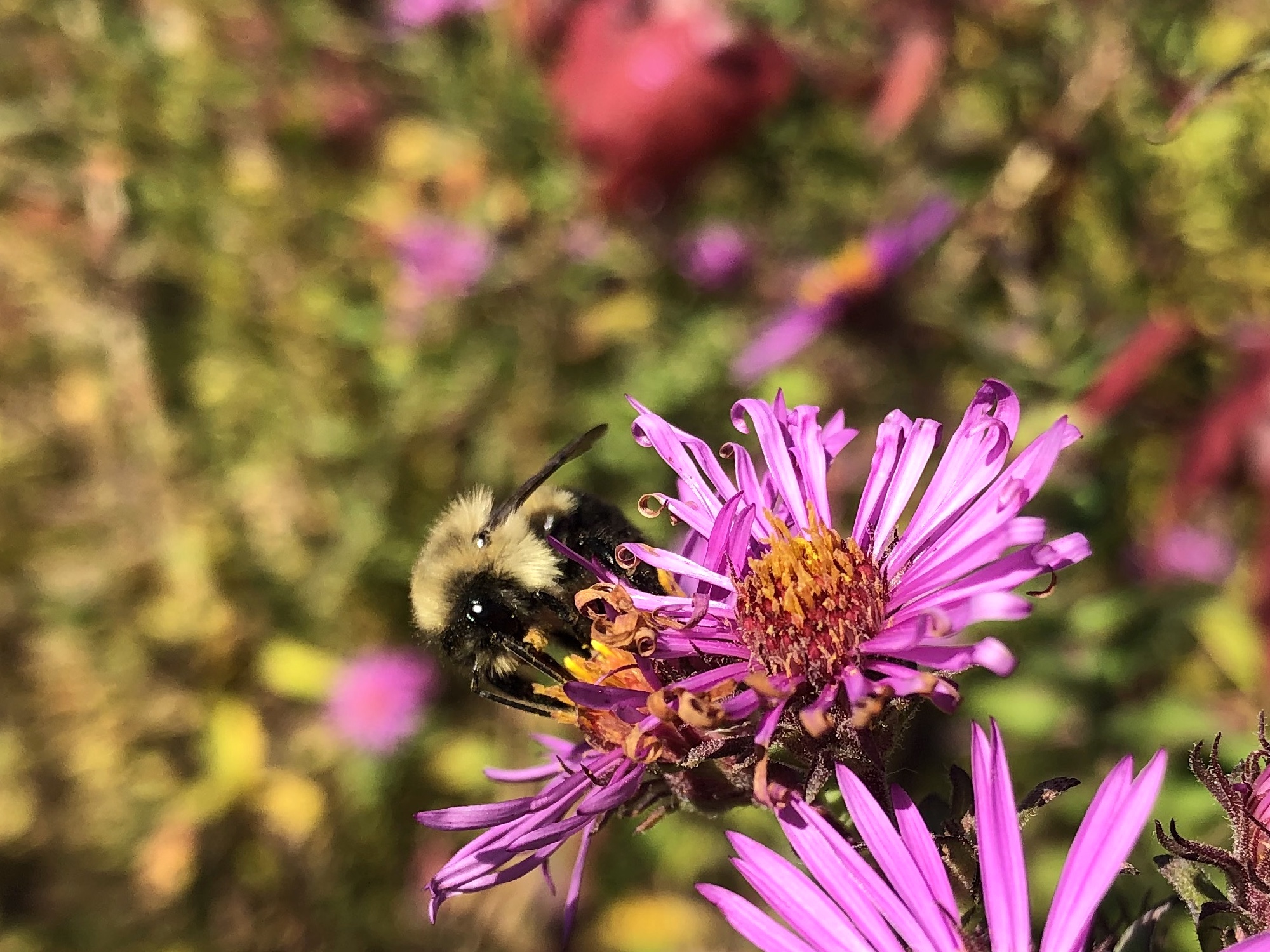 Bumblebee on aster on October 7, 2020.