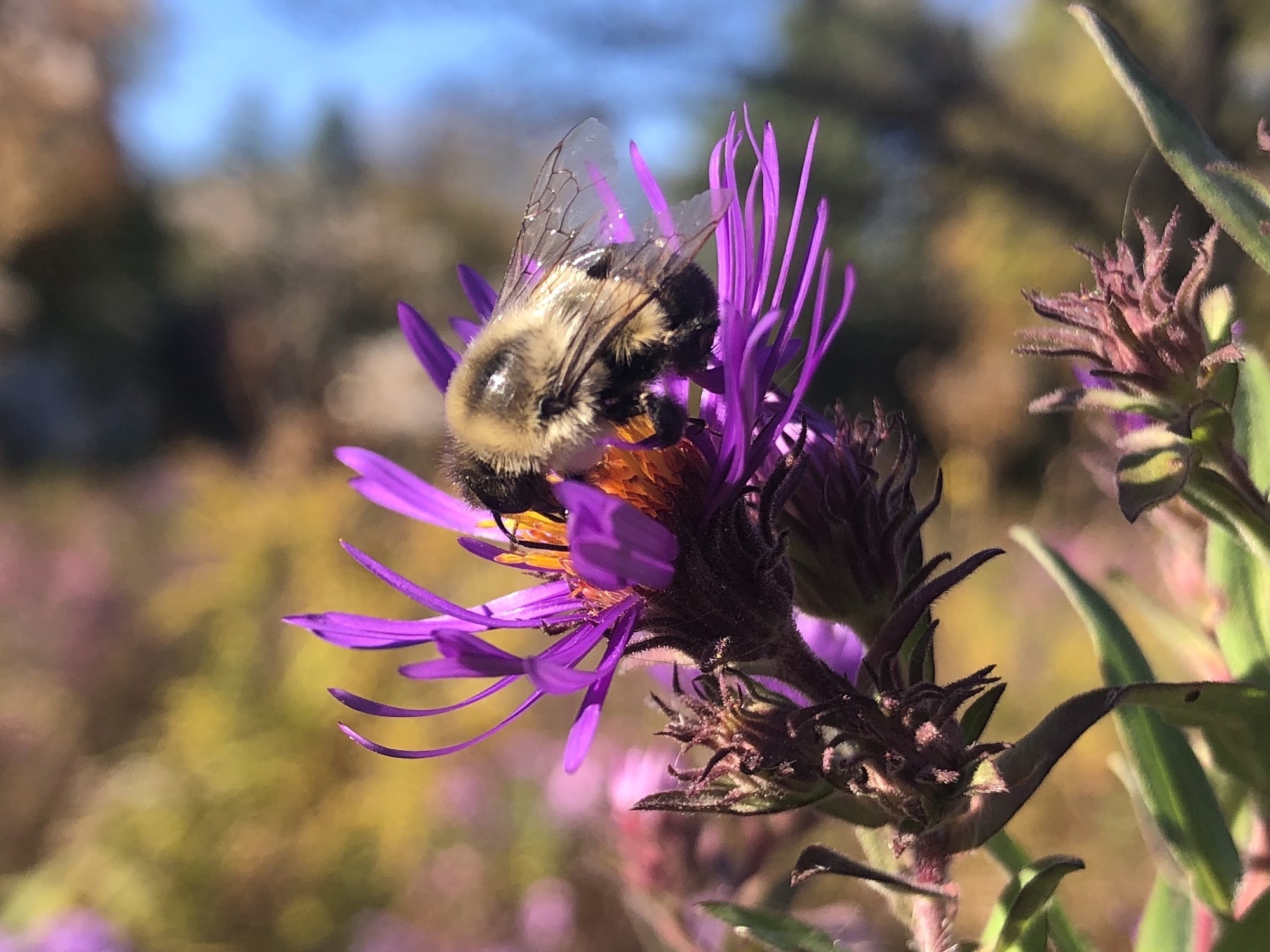 Bumblebee on aster on October 13, 2020.
