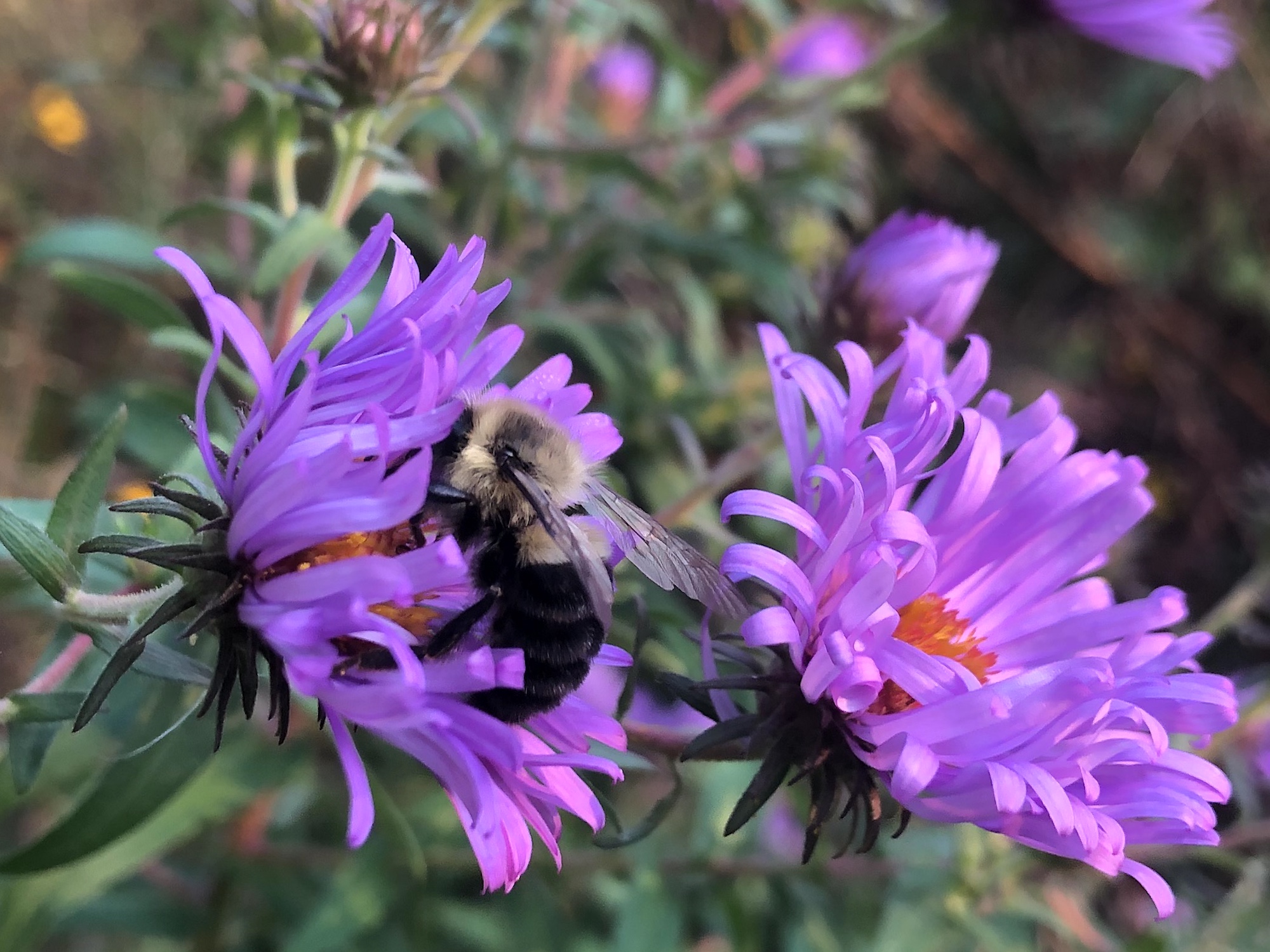 Bumblebee on Aster on September 16, 2020.