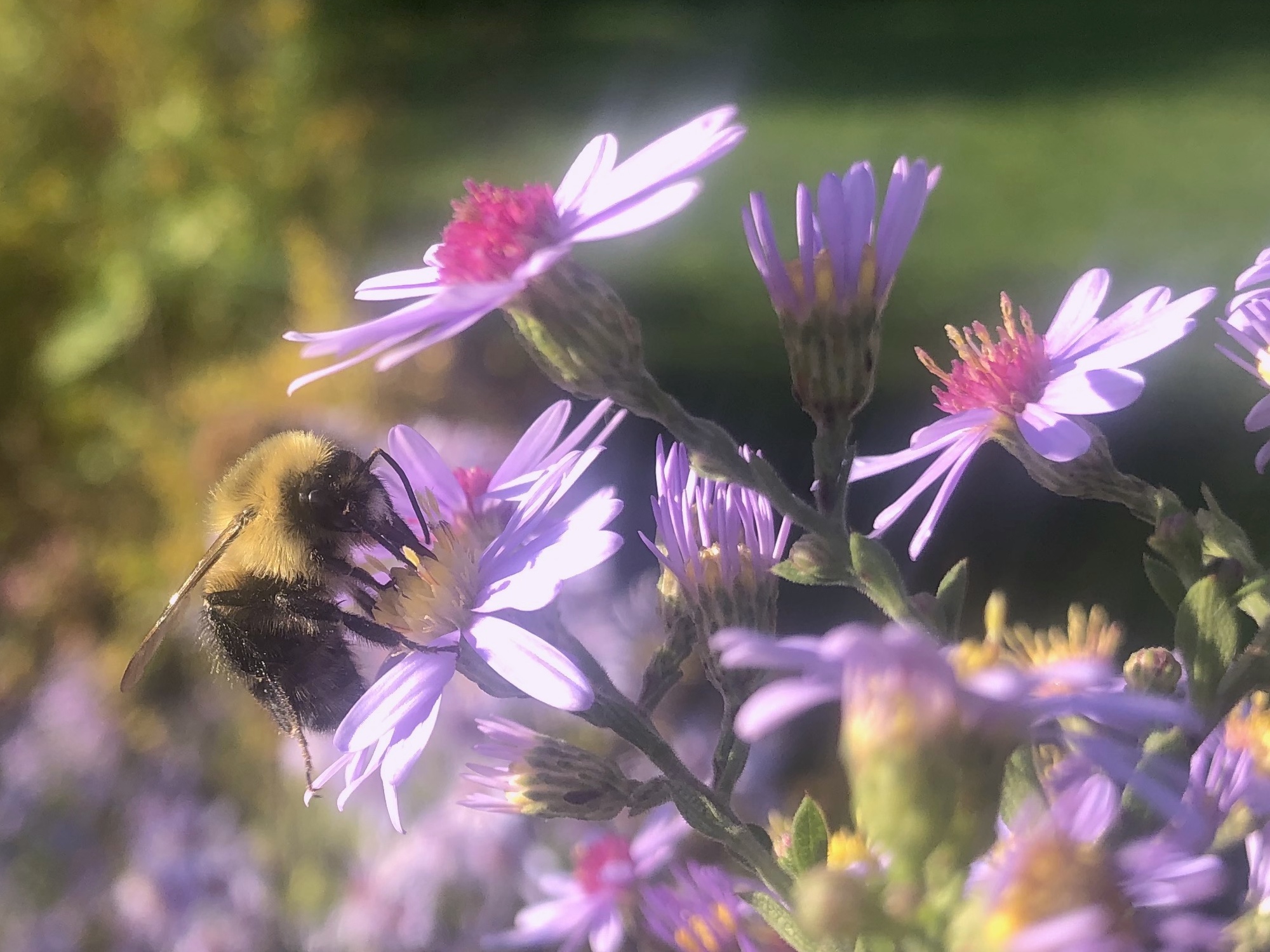 Bumblebee on Aster on September 30, 2020.