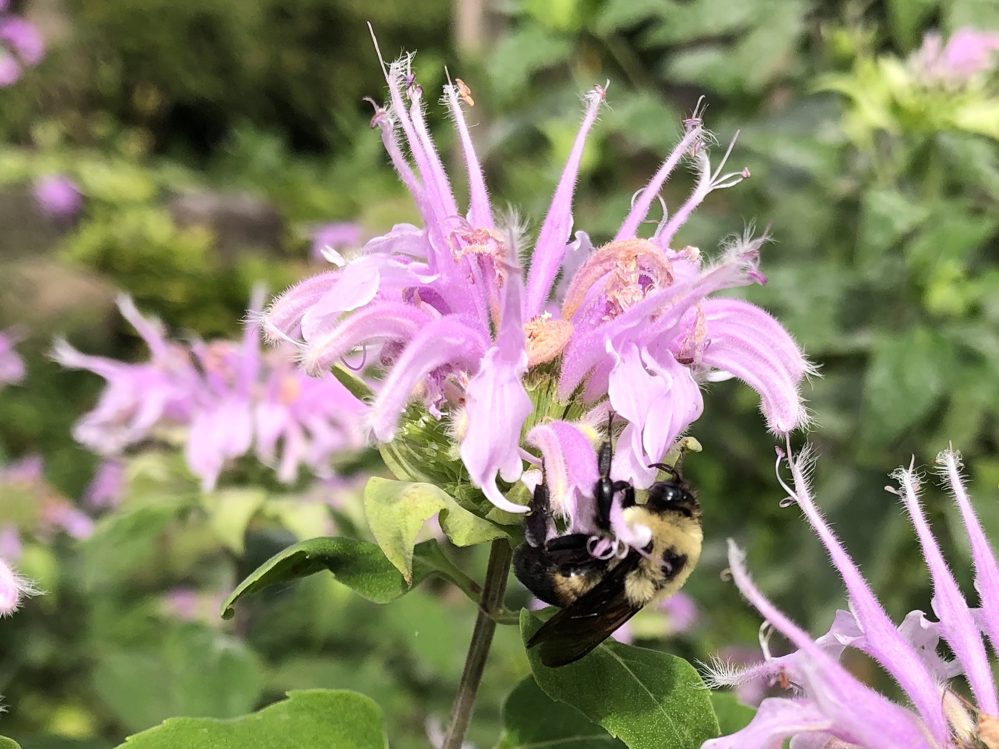 Bumblebee on Bergamot on August 22, 2020.