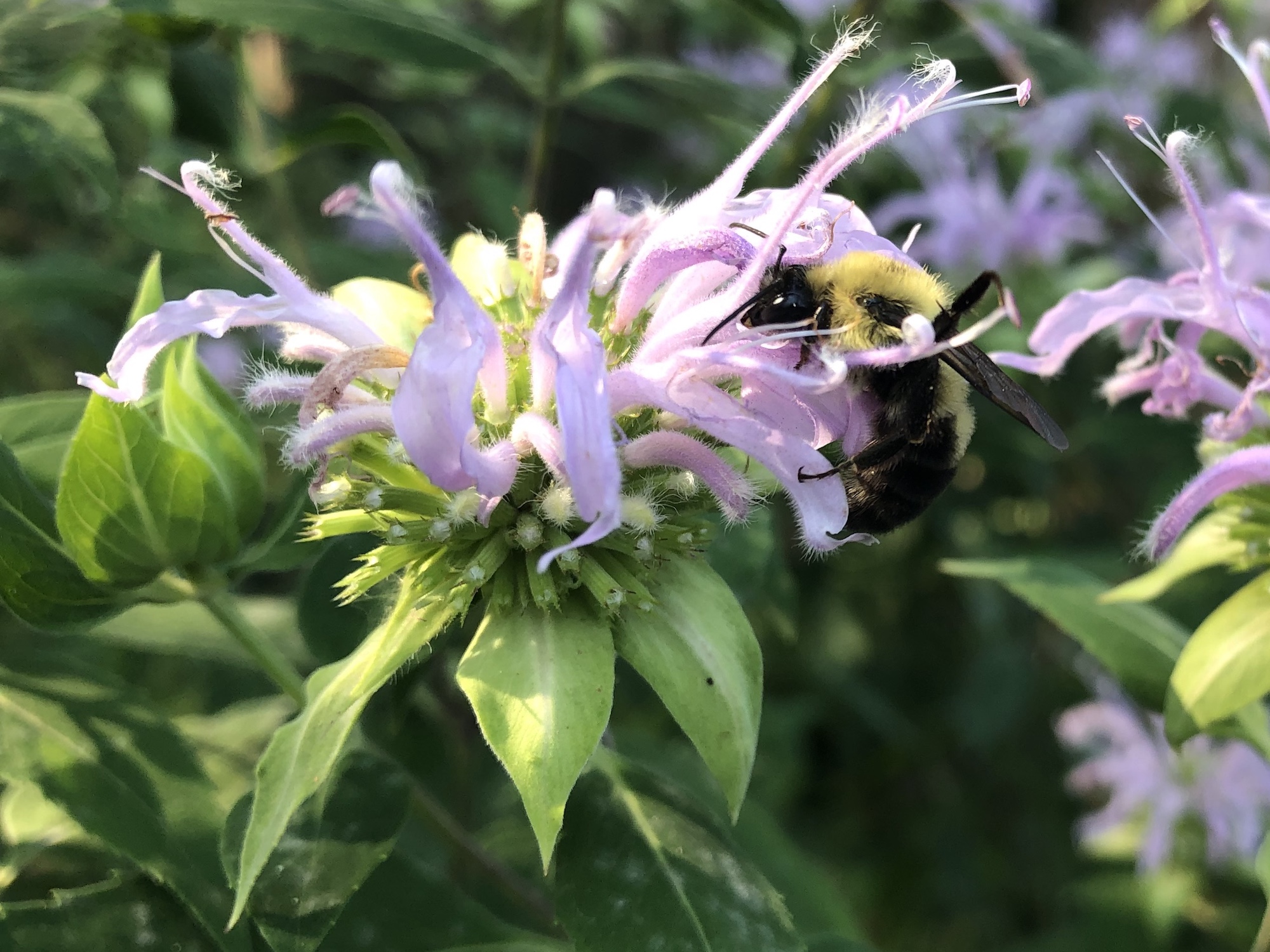 Bumblebee on Bergamot on August 14, 2020.