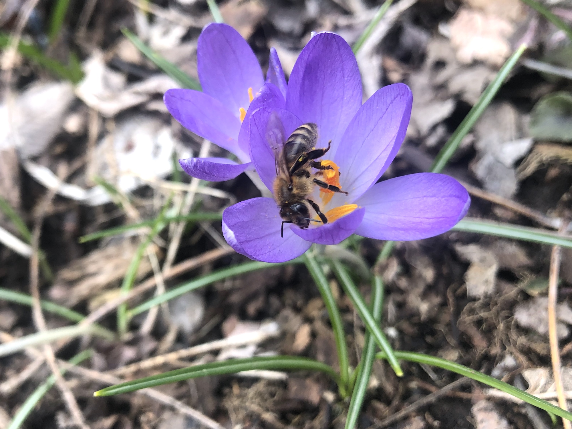 Bee on Crocus on April 3, 2023.