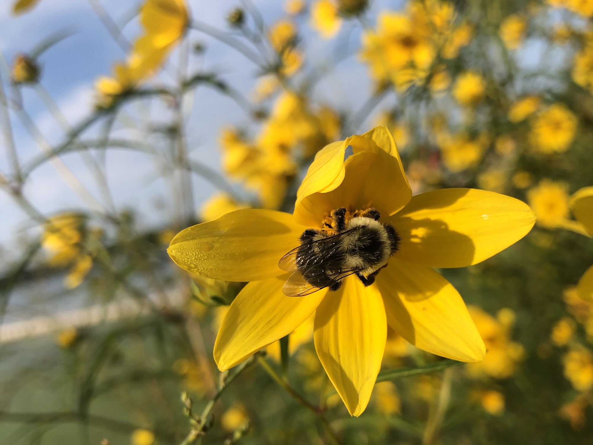 Bumblebee on Crowned Beggarticks on September 1, 2020.