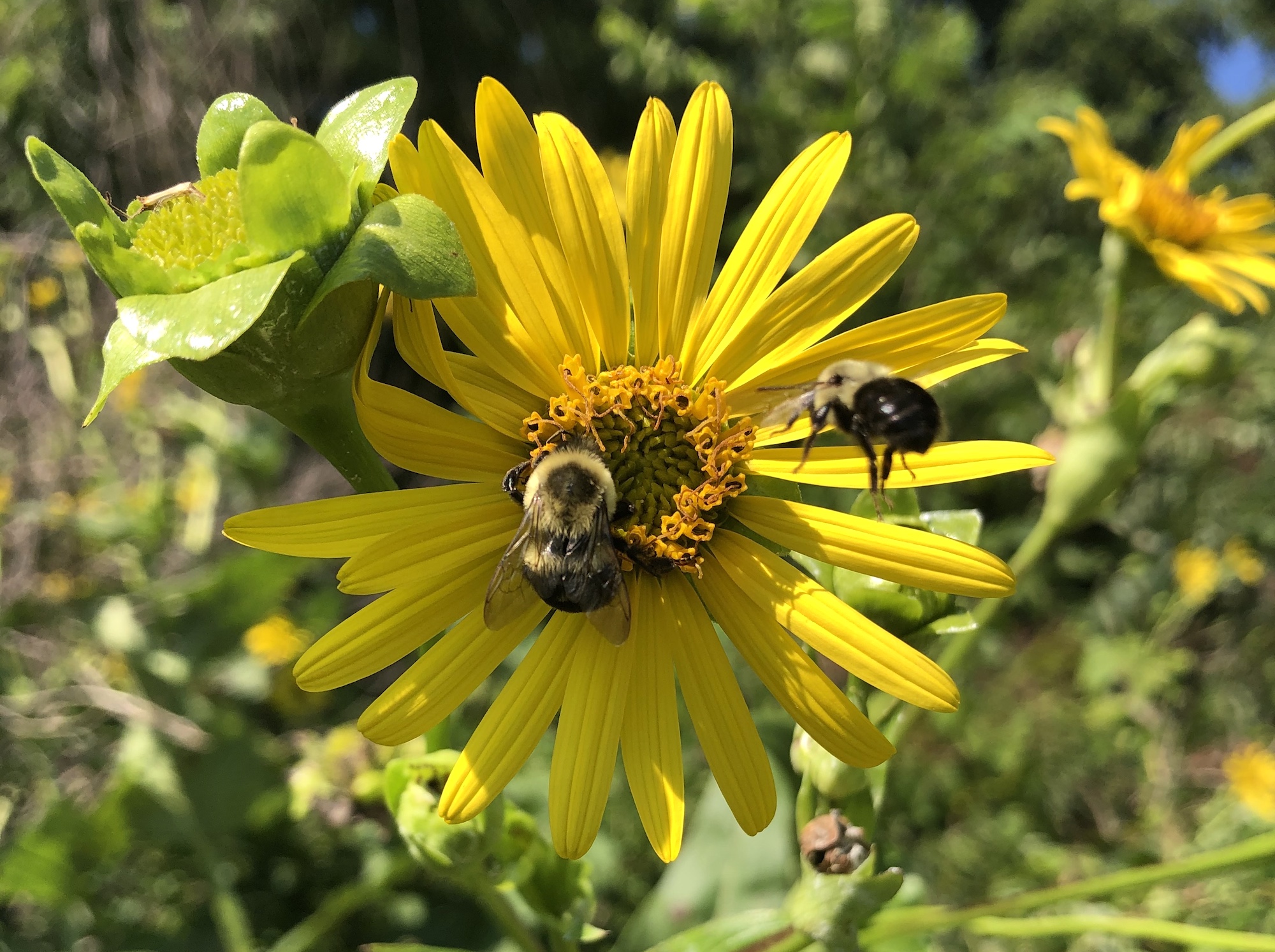 Bumblebees on Cup Plant on August 14, 2020.