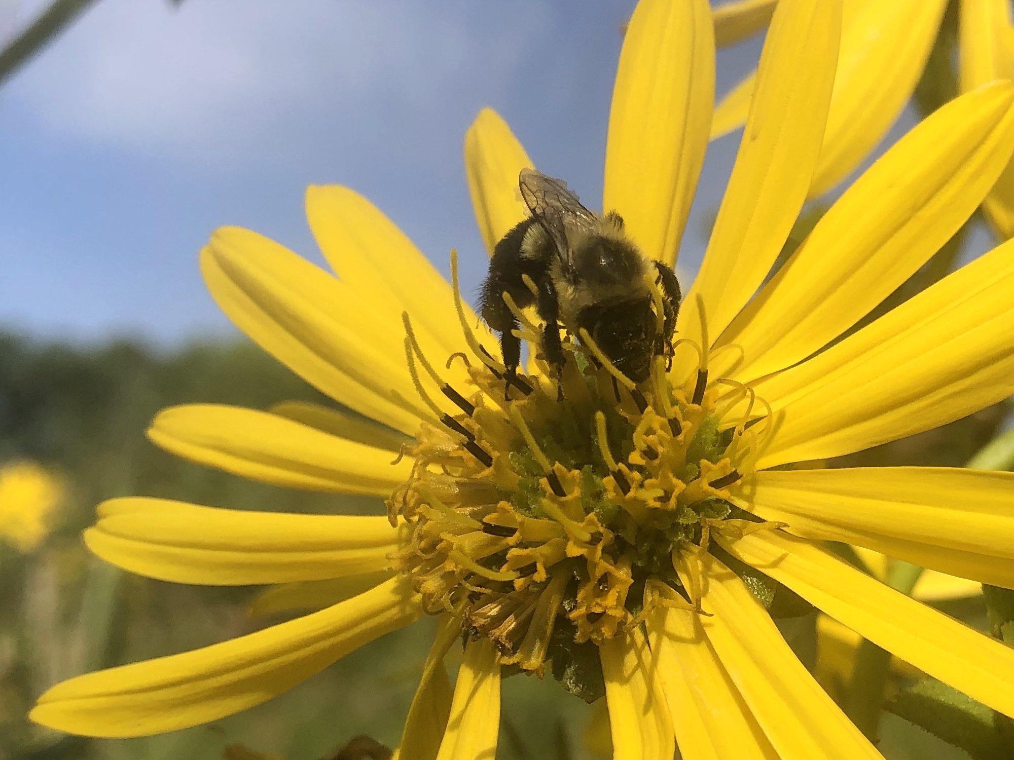 Bumblebee on Cup Planton bank of Marion Dunn Pond on August 17, 2020.
