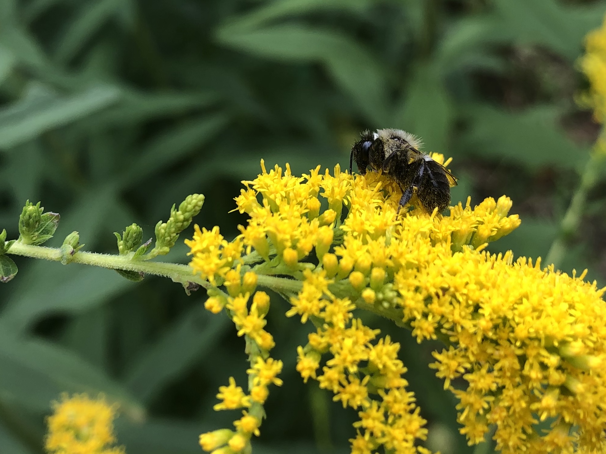 Bumblebee on Early Goldenrod on July 31, 2021.