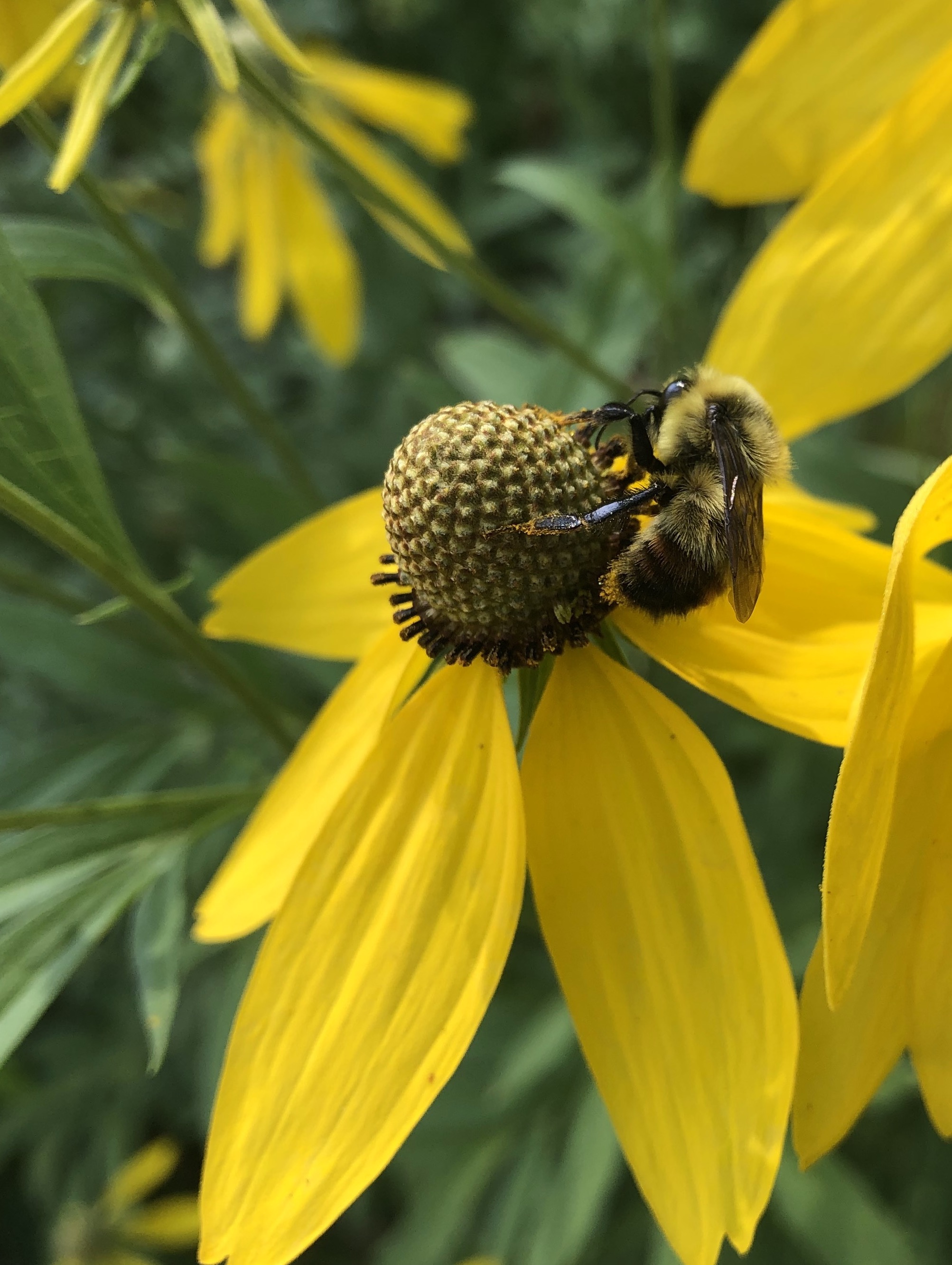Bumblebee on Gray-headed coneflower in Thoreau Rain Garden in Madison, Wisconsin on July 27, 2021.