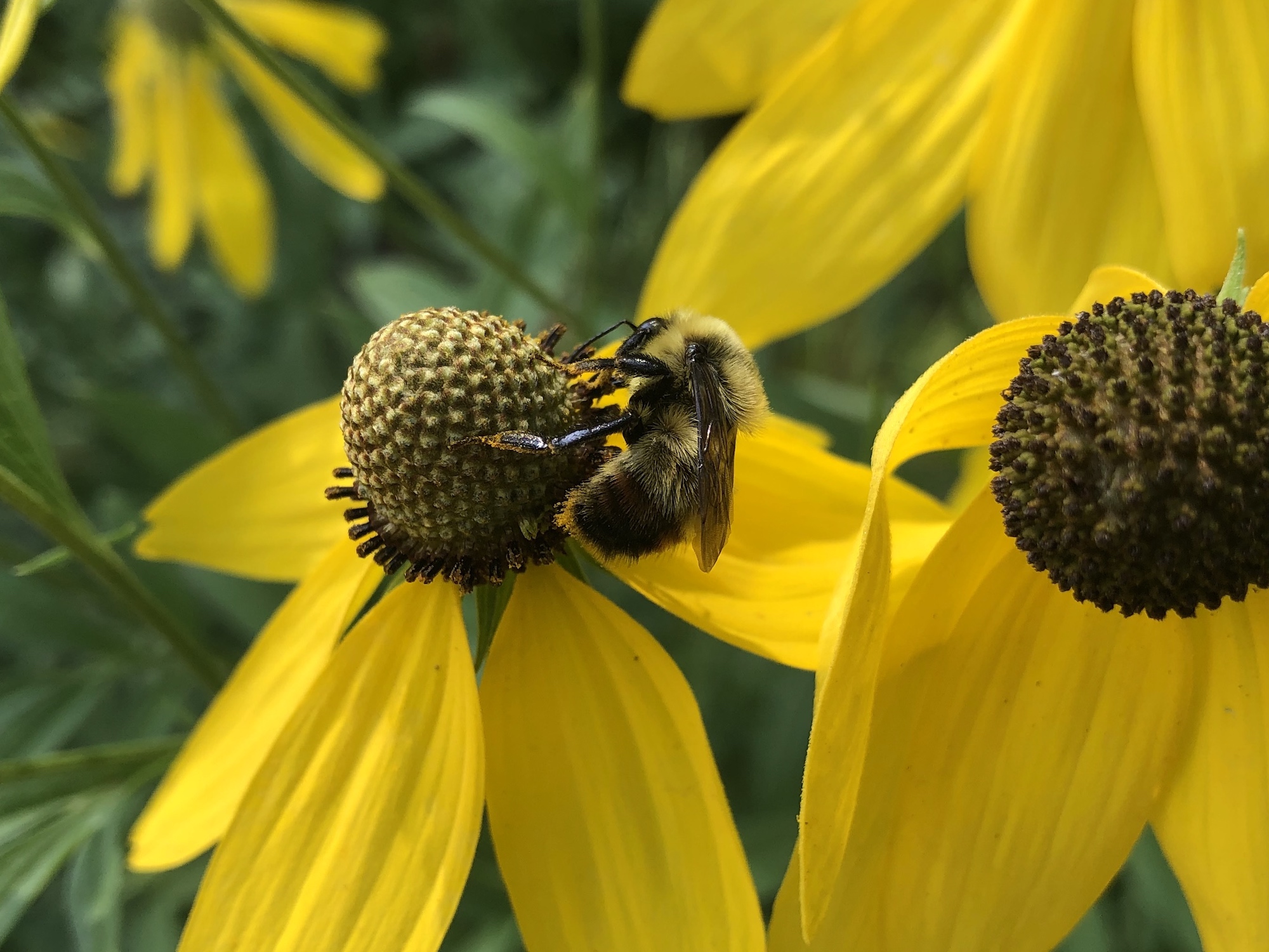 Bumblebee on Gray-headed coneflower in Thoreau Rain Garden in Madison, Wisconsin on July 27, 2021.