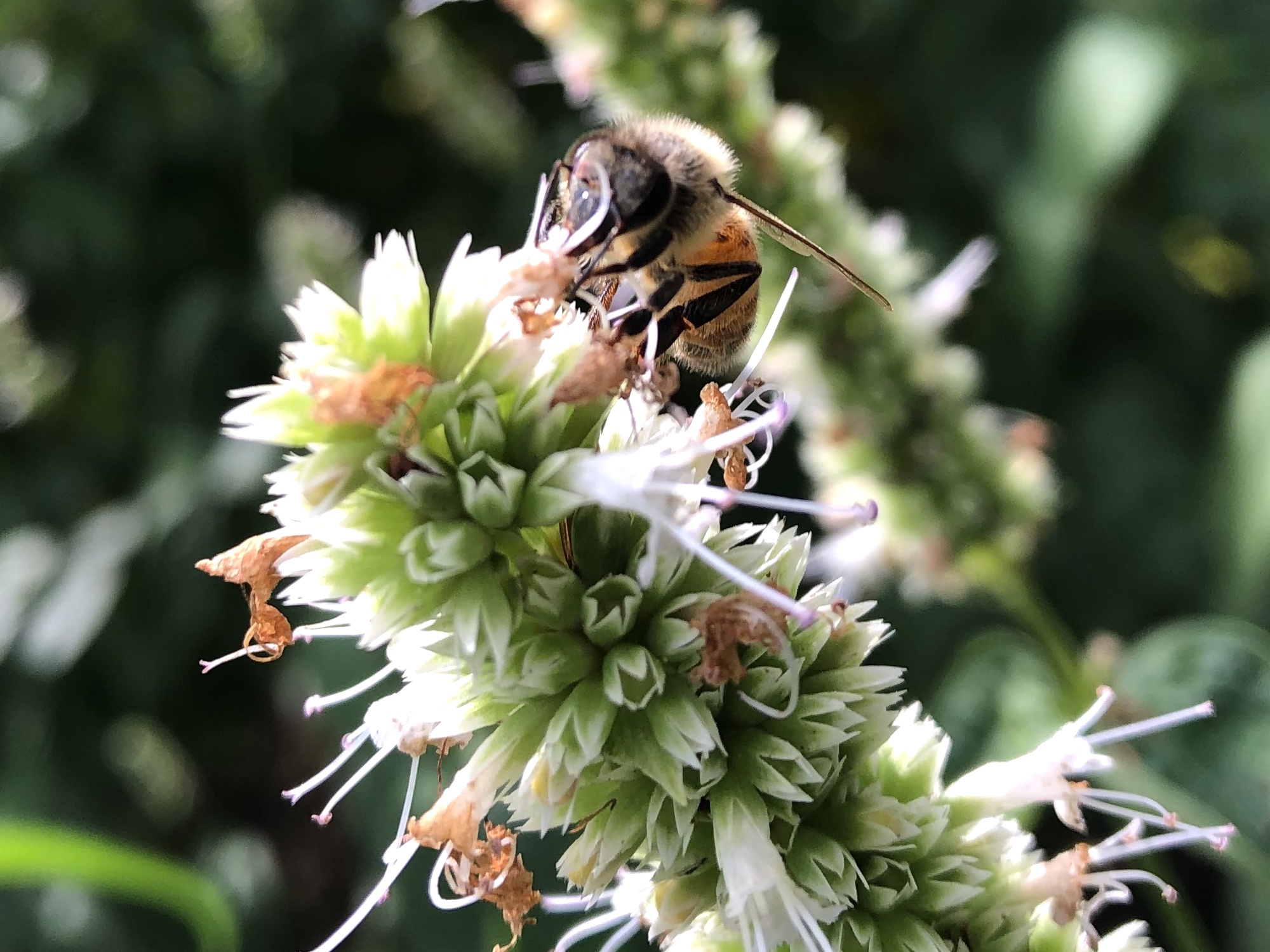 Bee on Giant Hyssop on August 22, 2020.