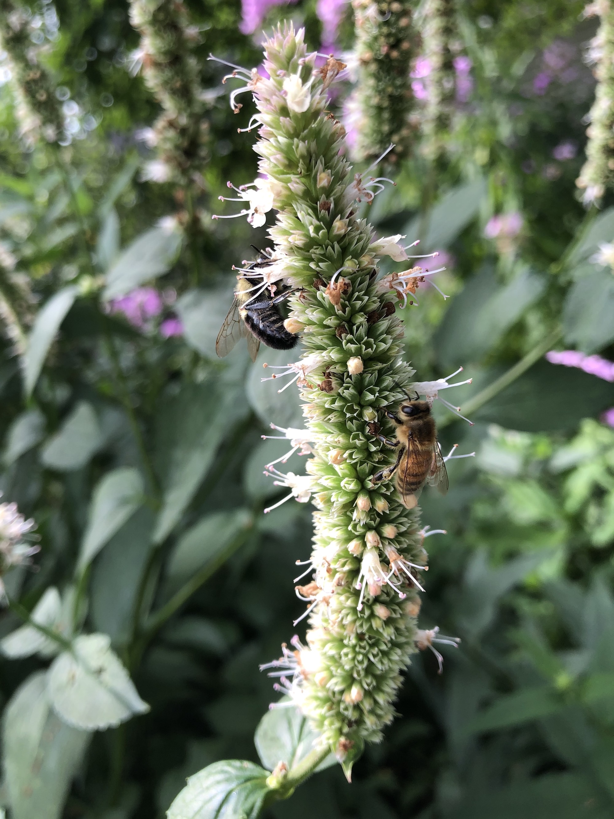 Hyssop near Agawa Path in Nakoma in Madison, Wisconsin on August 22, 2020.