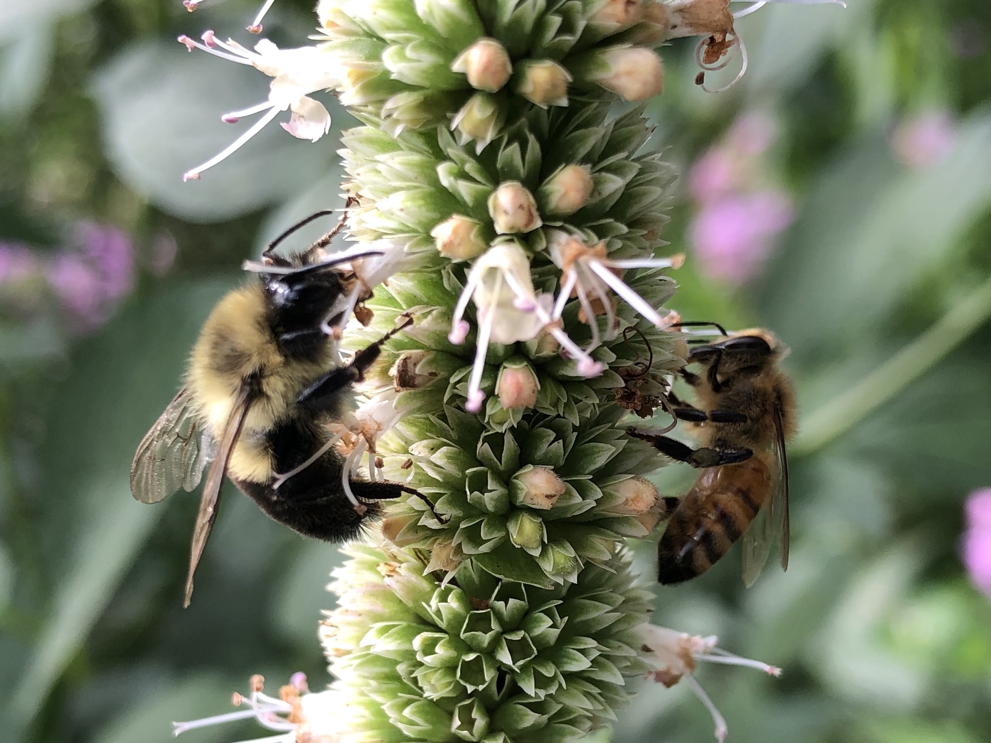 Bees on Giant Hyssop on August 22, 2020.