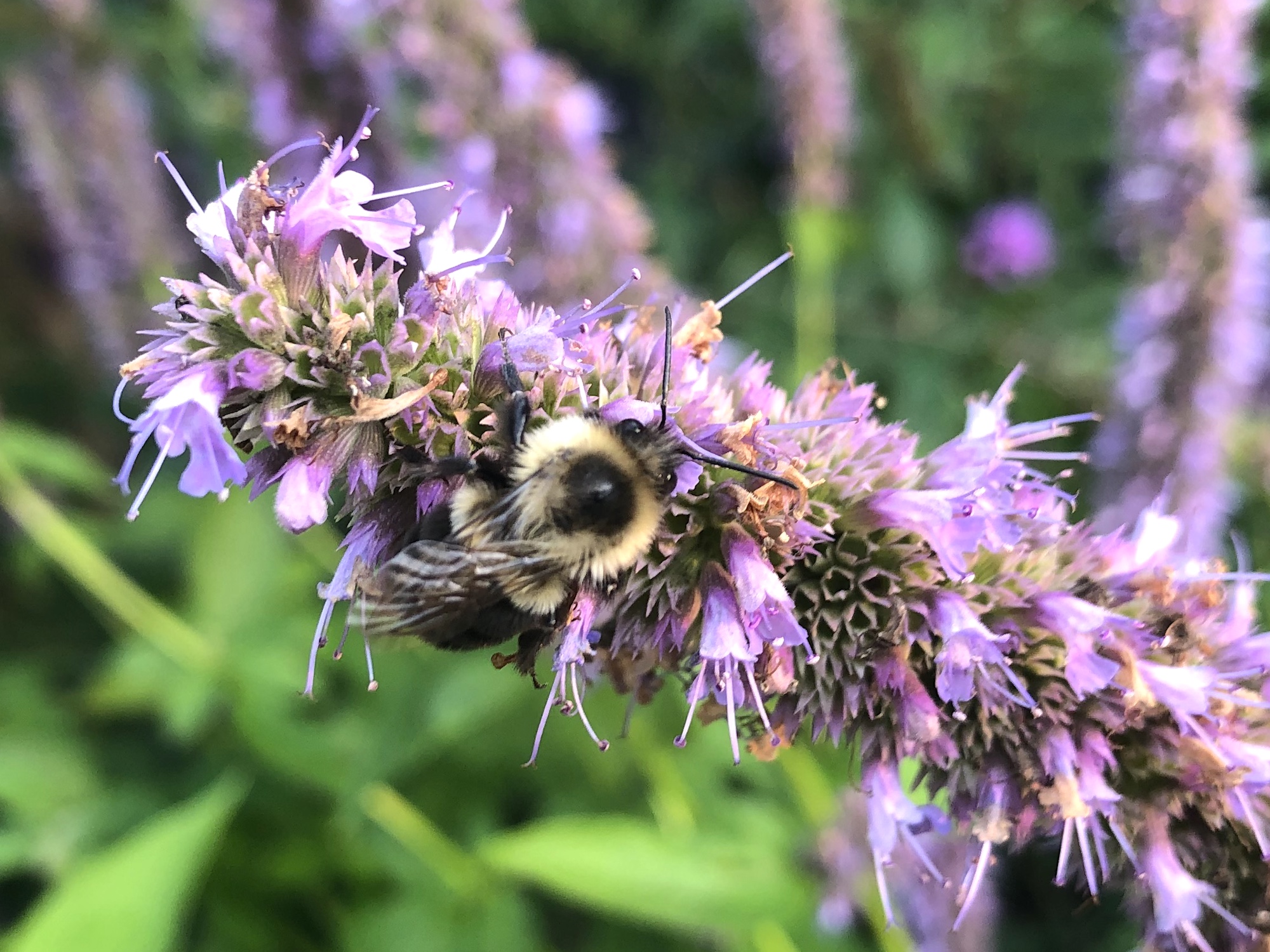 Bumblebee on Hyssop on September 16, 2020.