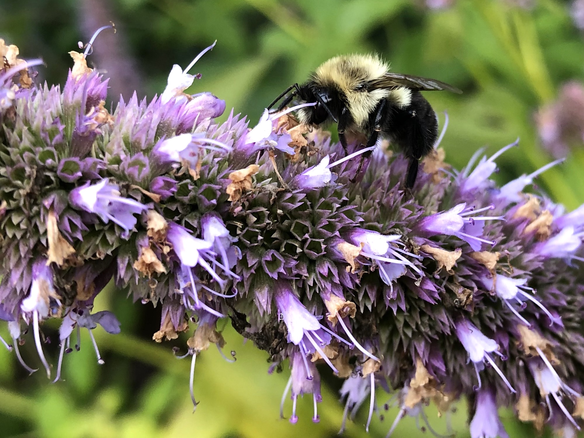 Bumblebee on Hyssop on September 22, 2020.