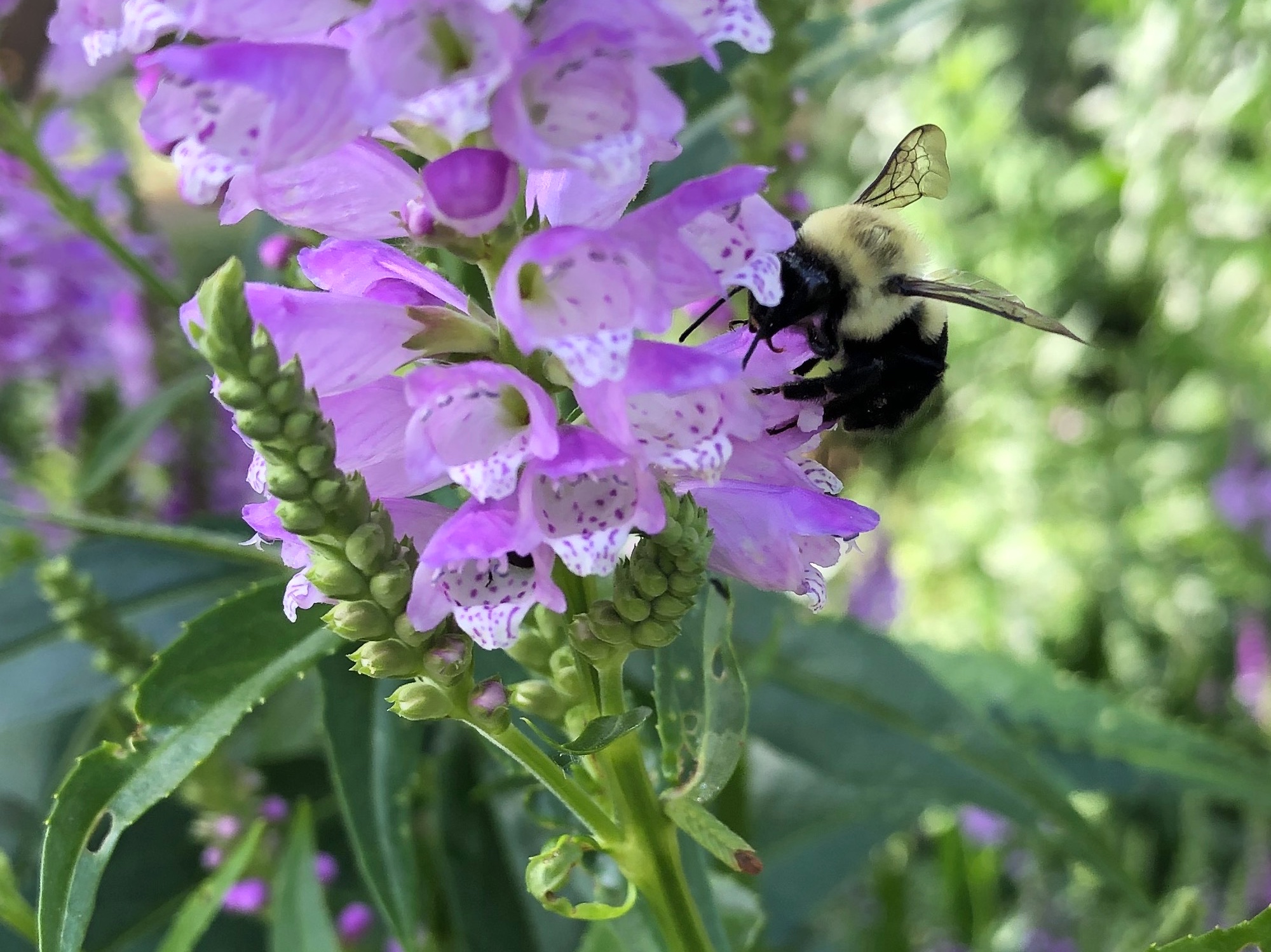 Bumblebee on Obedient Plant on August 2, 2020.