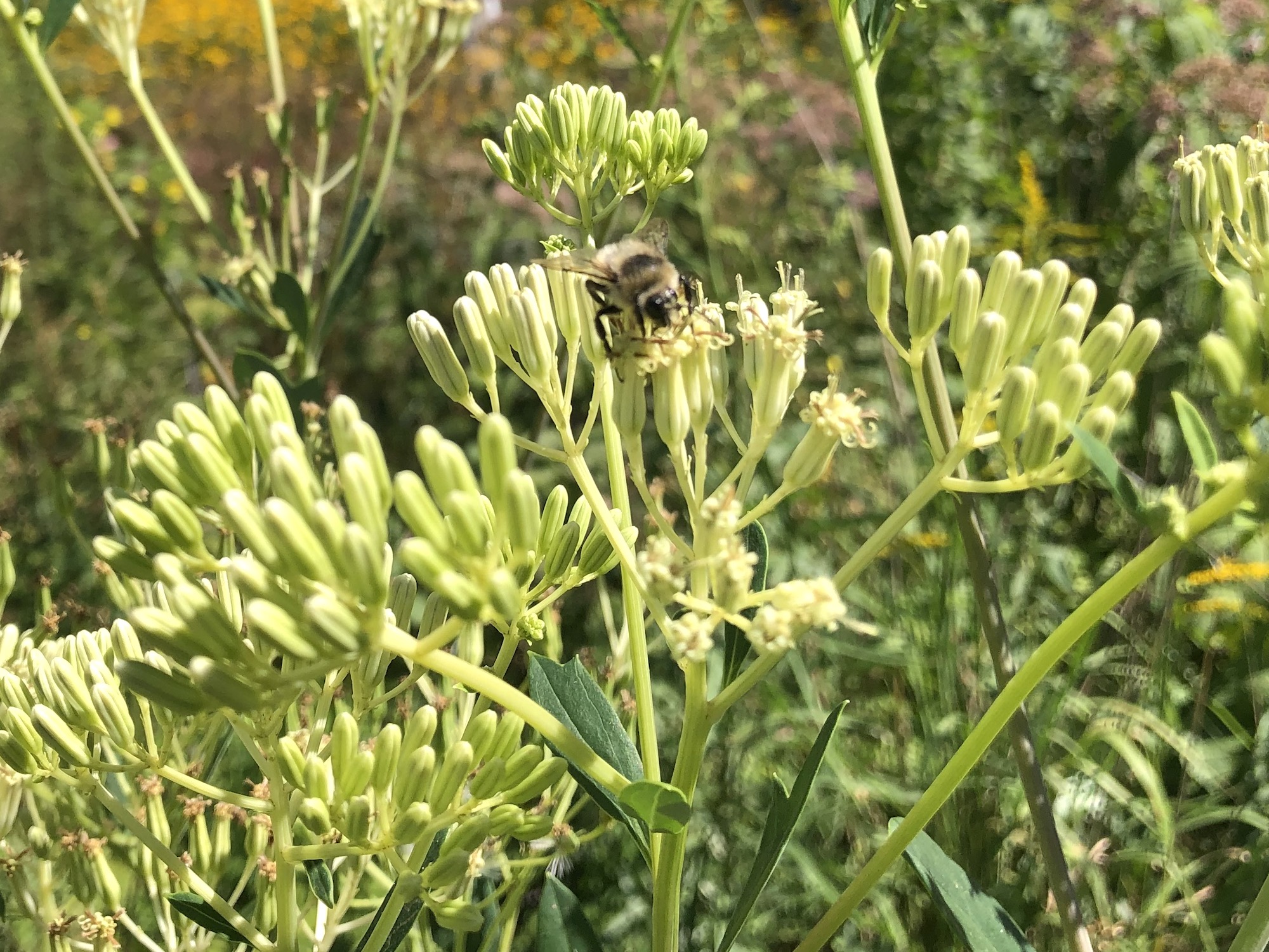 Bumblebee on Indian Plantain on August 19, 2020.
