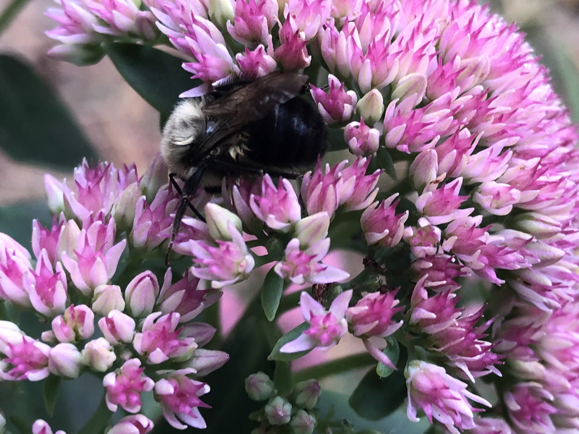 Bumblebee on Sedum on September 27, 2020.