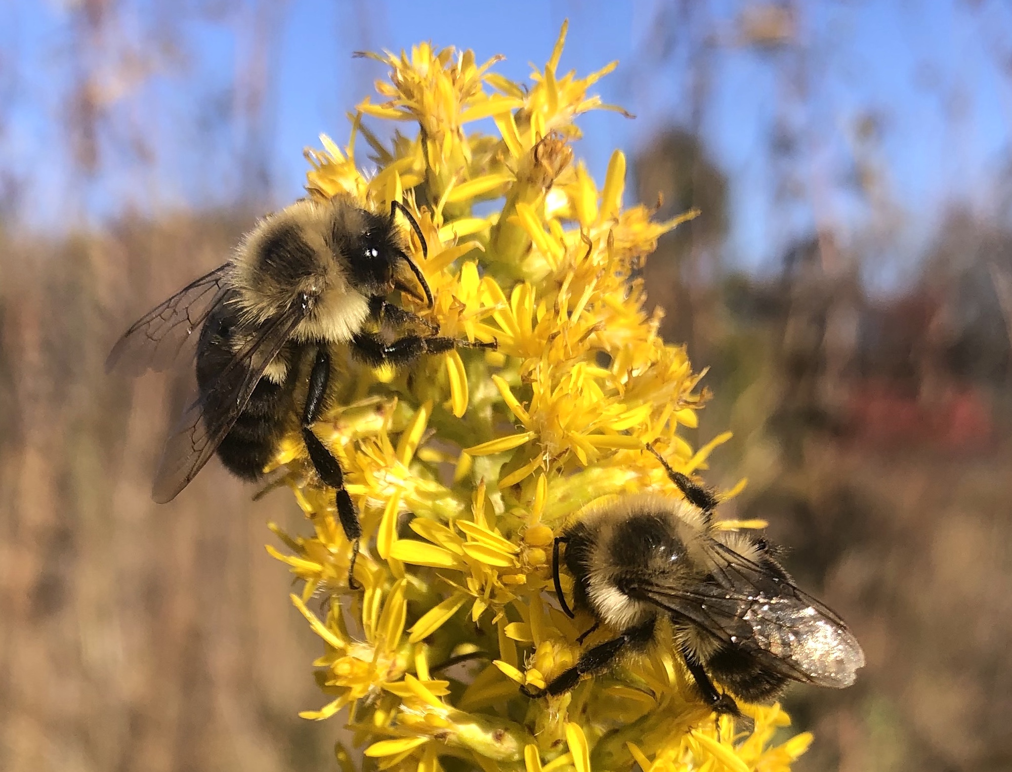 Bumblebees on Showy Goldenrod on October 13, 2020.