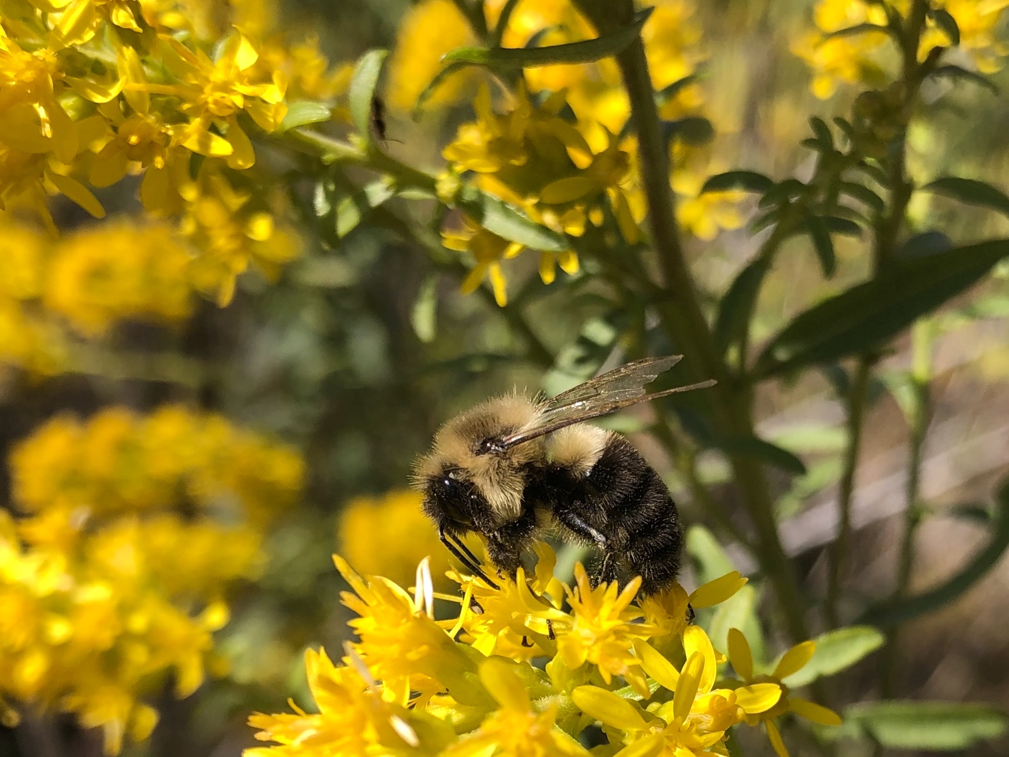 Bumblebee on Showy Goldenrod on October 7, 2020.