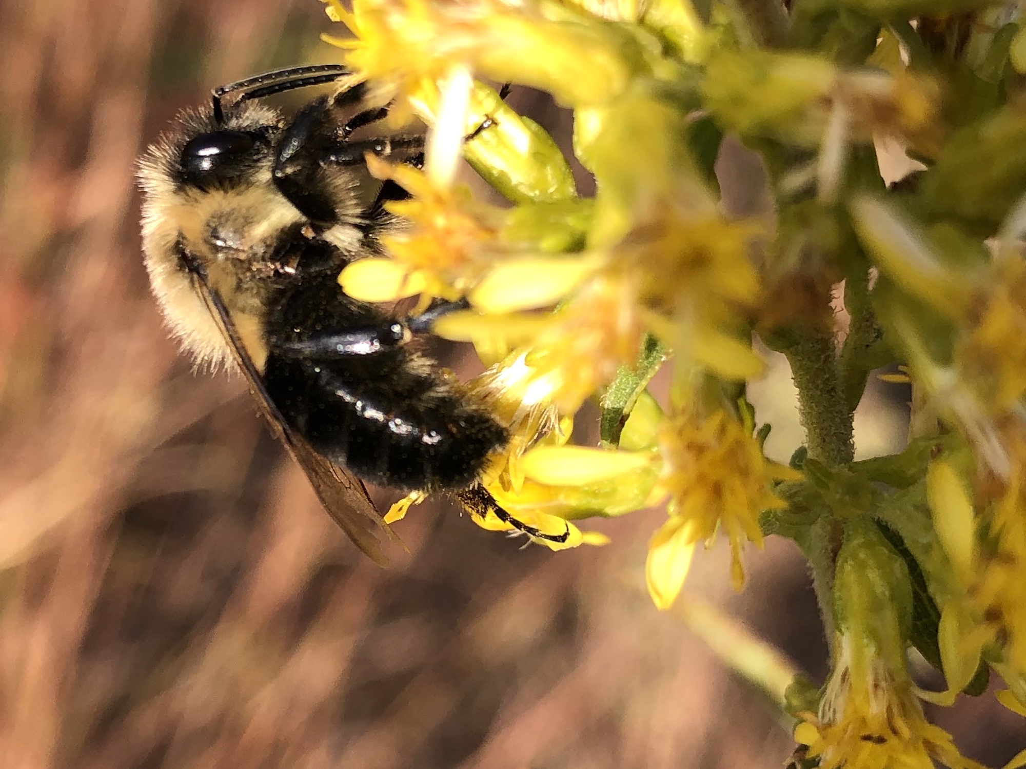 Bumblebee on Showy Goldenrod on October 21, 2020.