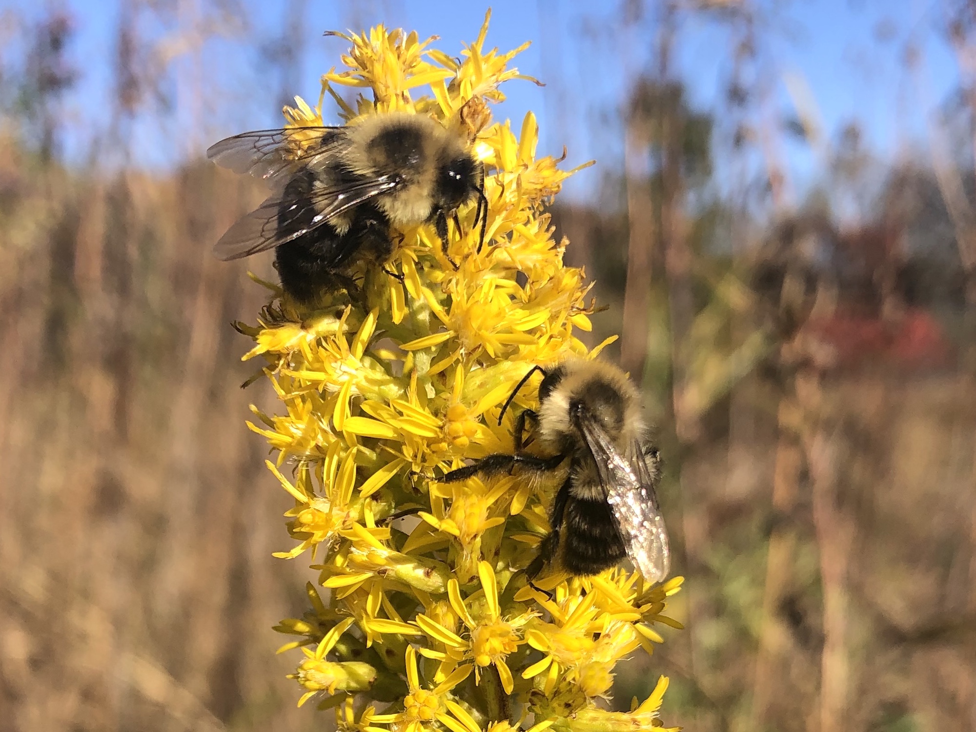 Bumblebees on Showy Goldenrod on October 13, 2020.