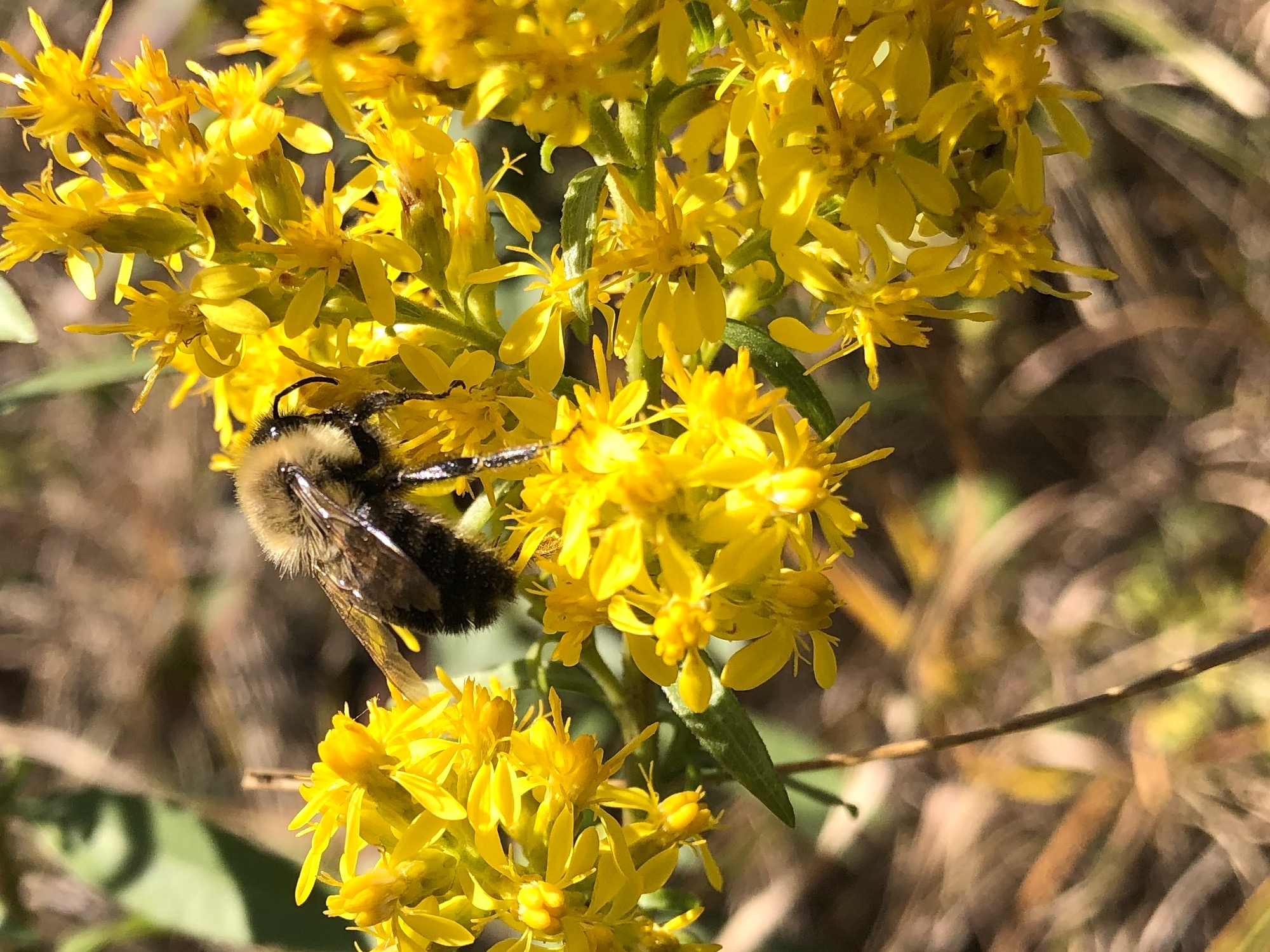 Bumblebee on Showy Goldenrod on October 7, 2020.